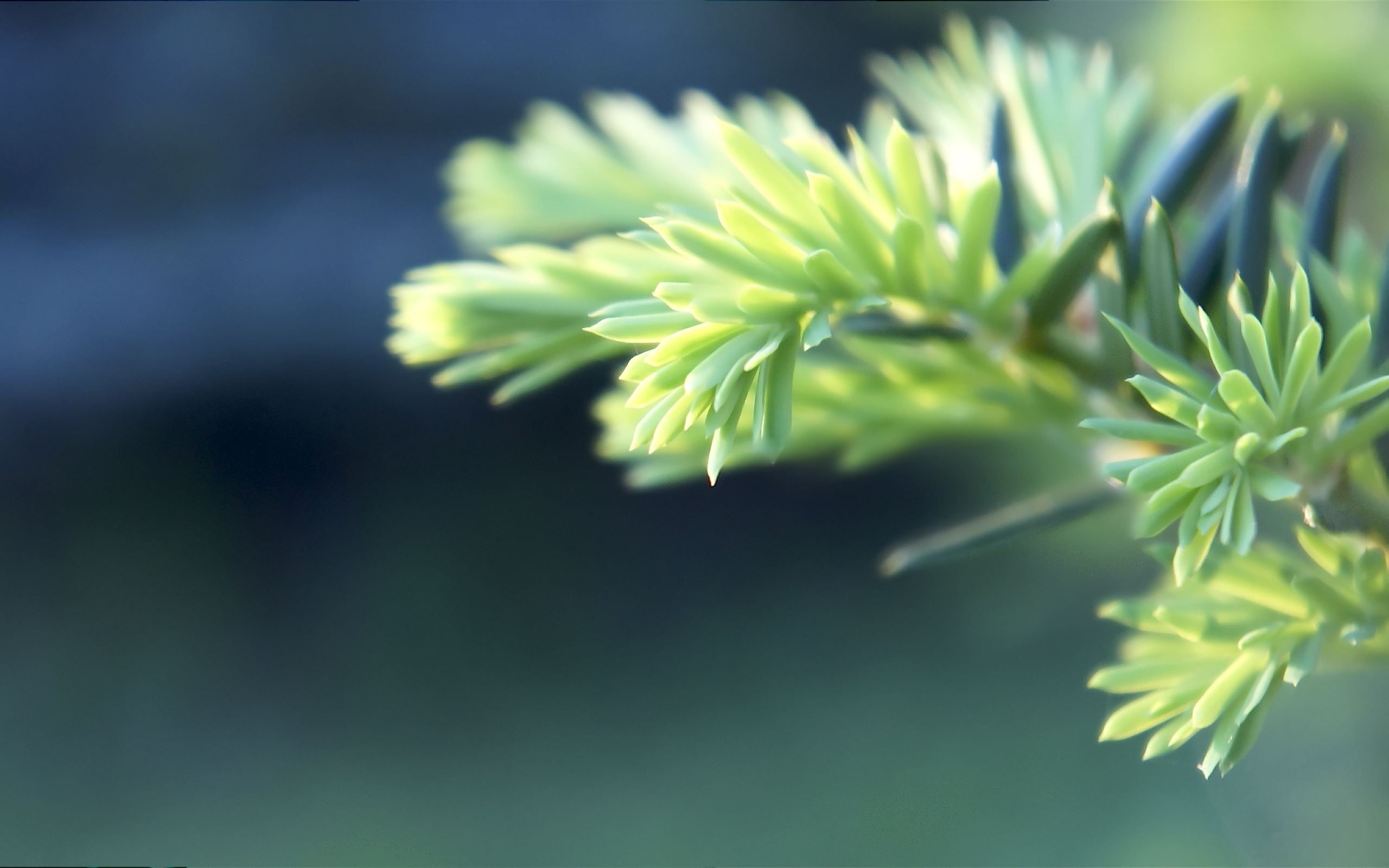 flowering plant, close-up, selective focus, 2K, growth, tranquility, green color, day, plants, flower head, focus on foreground, leaf, no people, vulnerability, HD Wallpaper