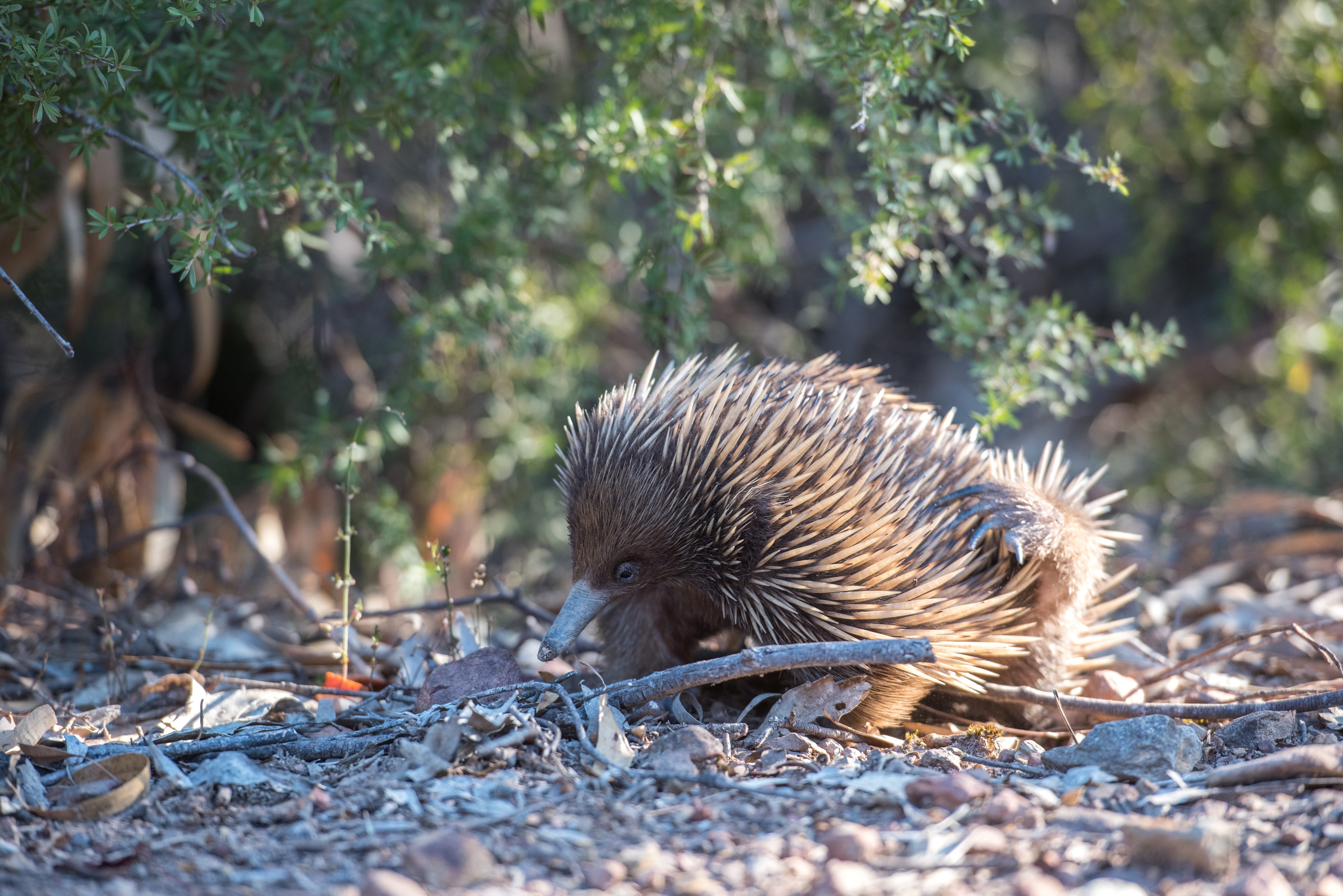 australian, tree, sunlight, 5K, field, hedgehog, close-up, animal wildlife, animal, focus on foreground, day, nature, no people, egg-laying mammal, fauna, HD Wallpaper