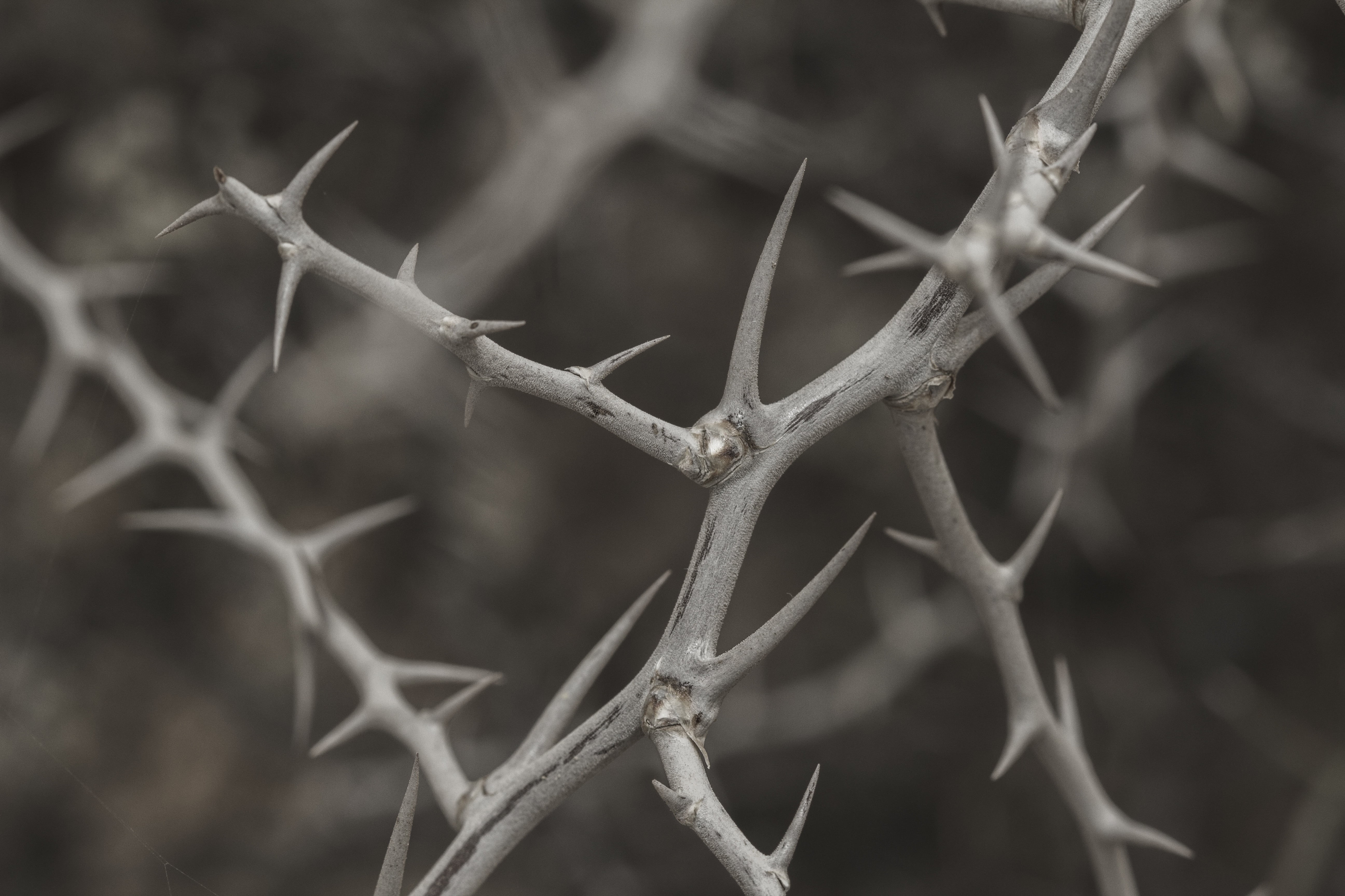 protection, selective focus, wild, boundary, prickly, bush, spur, wire, close-up, spiked, chainlink fence, spiky, thorns, security, outdoors, branch, nature, HD Wallpaper