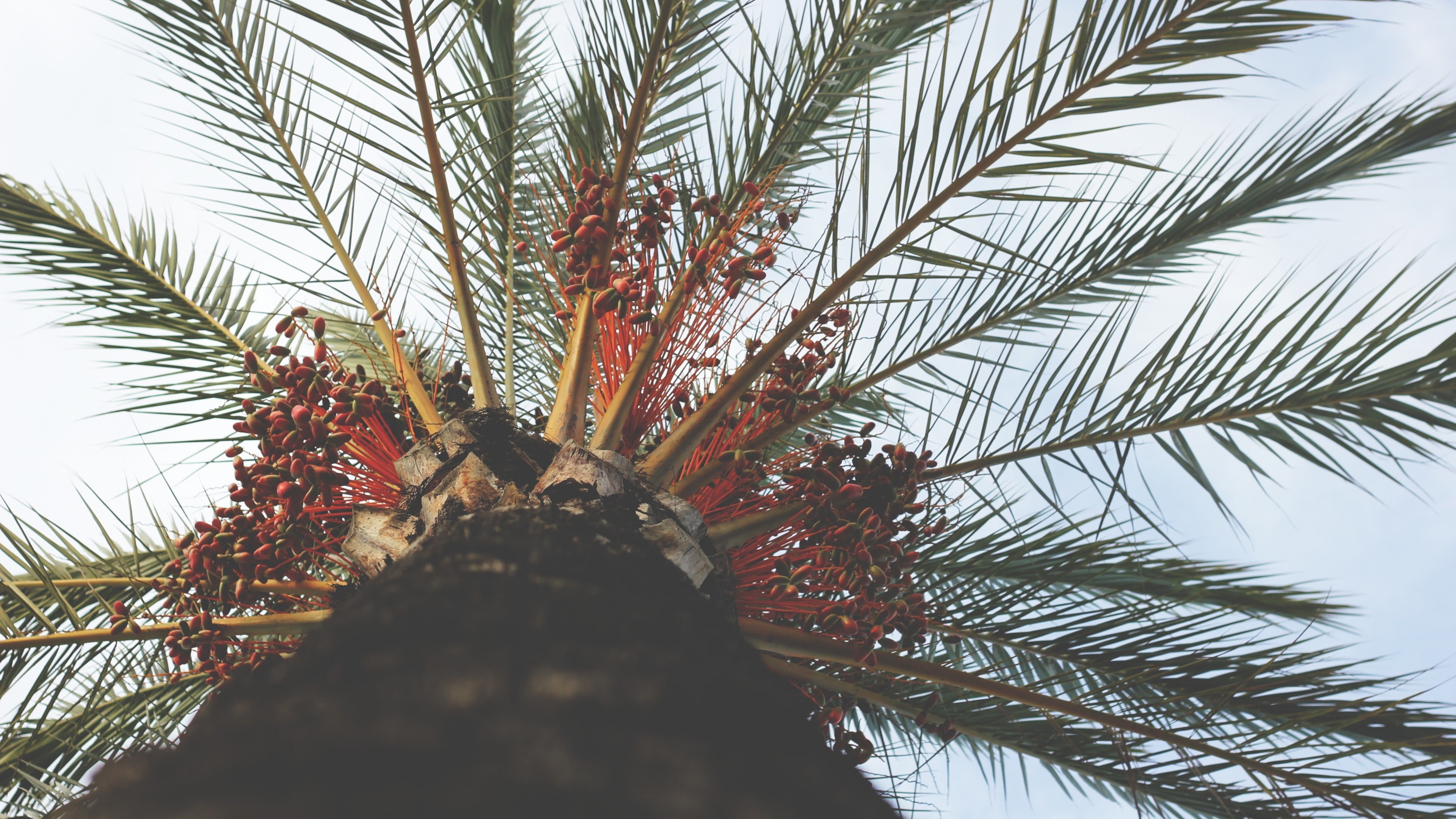 day, leaf, tree trunk, tropical, outdoors, summer, plant, tropical climate, growth, beauty in nature, spiky, trunk, branch, tropical tree, 4K, palm tree, HD Wallpaper