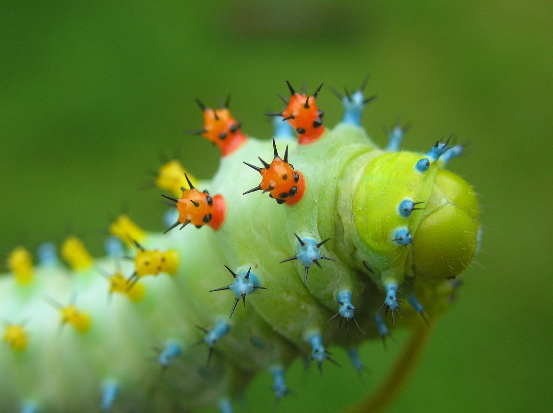 invertebrate, flower, beauty In Nature, green Color, no people, summer, group of animals, leaf, swimming, multicolored, red, insect, ladybug, springtime, HD Wallpaper