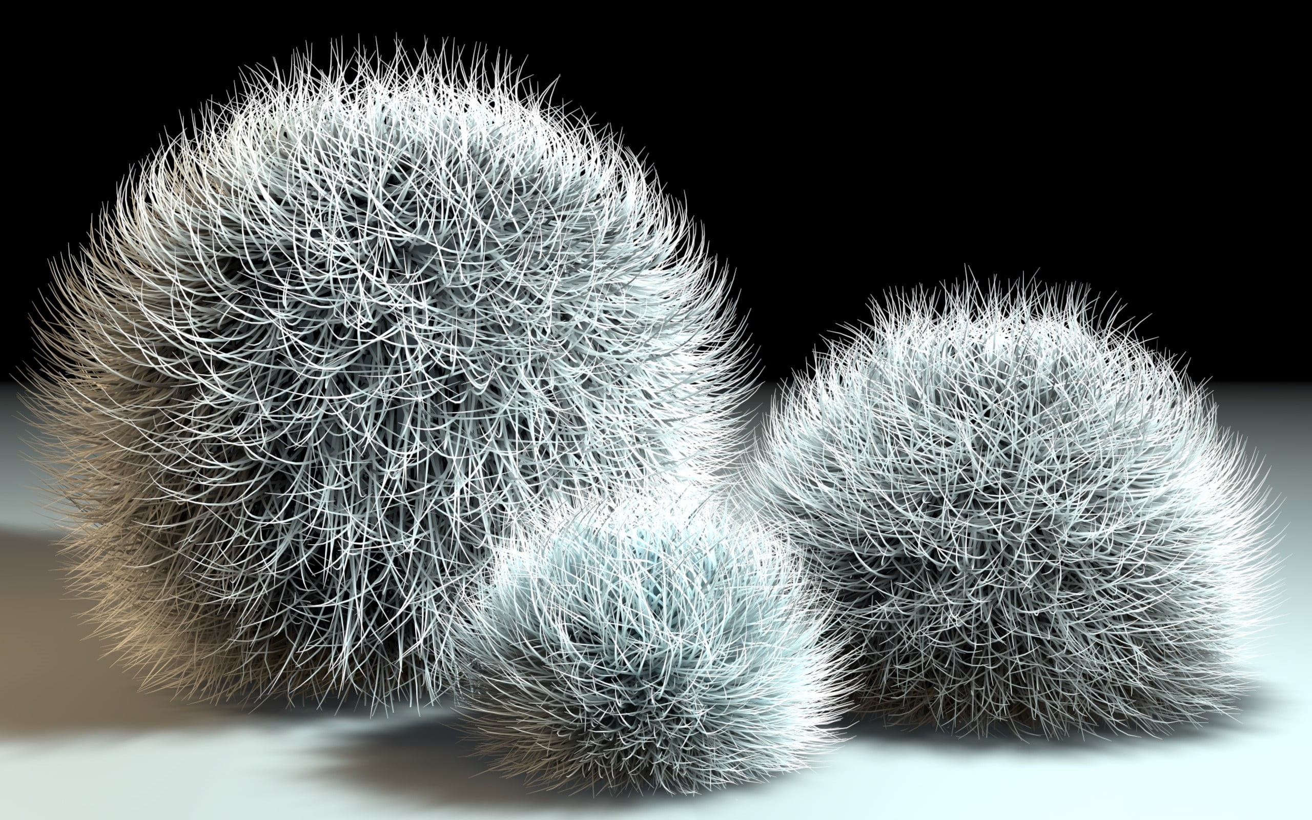 close-up, indoors, focus on foreground, nature, natural pattern, 2K, thorn, barrel cactus, studio shot, day, sharp, fur, white, beauty in nature, black background, HD Wallpaper