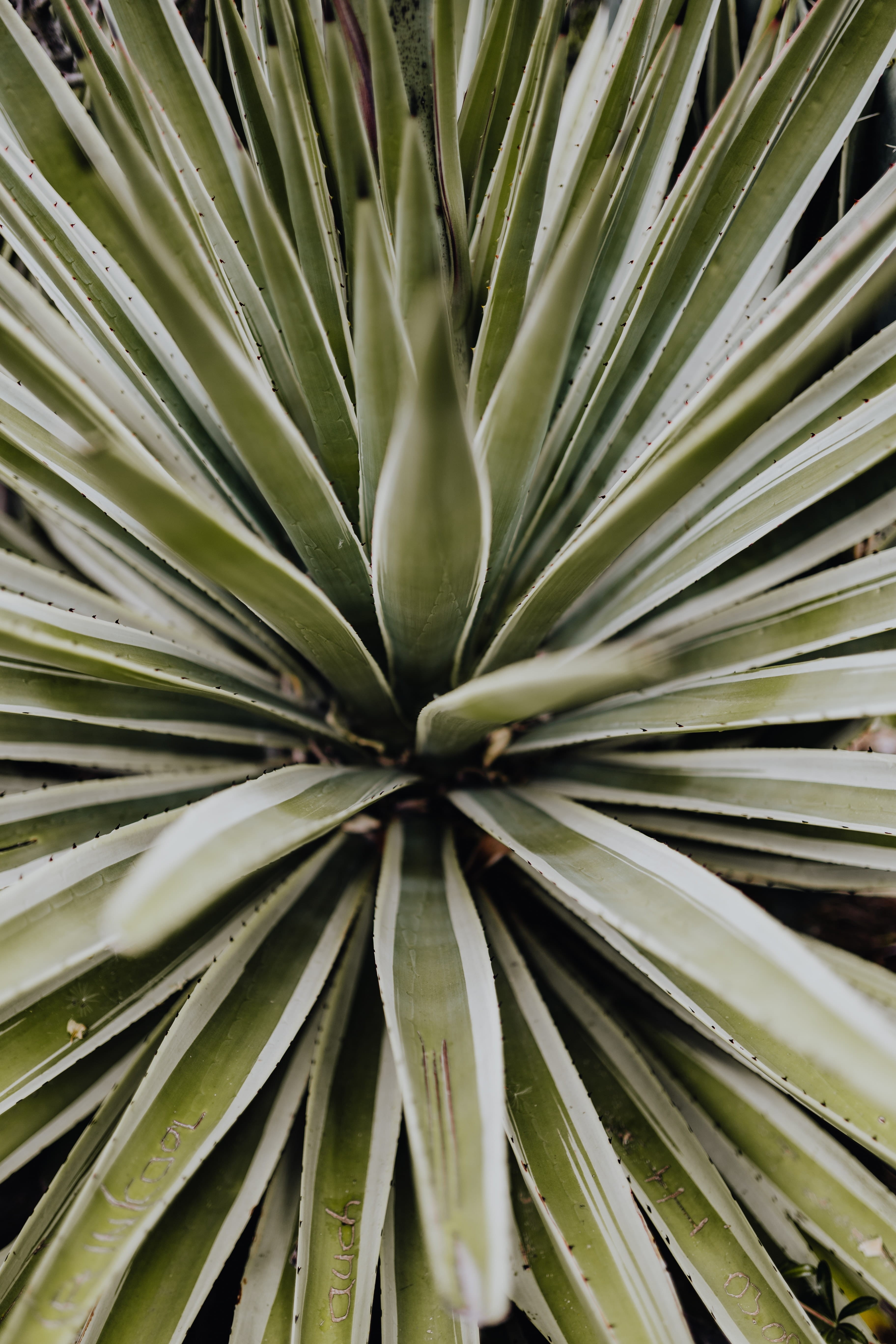 succulent plant, plant, nature, botanical, full frame, freshness, agave, plant part, natural pattern, day, close-up, algarve, growth, no people, cacti, Phone HD Wallpaper