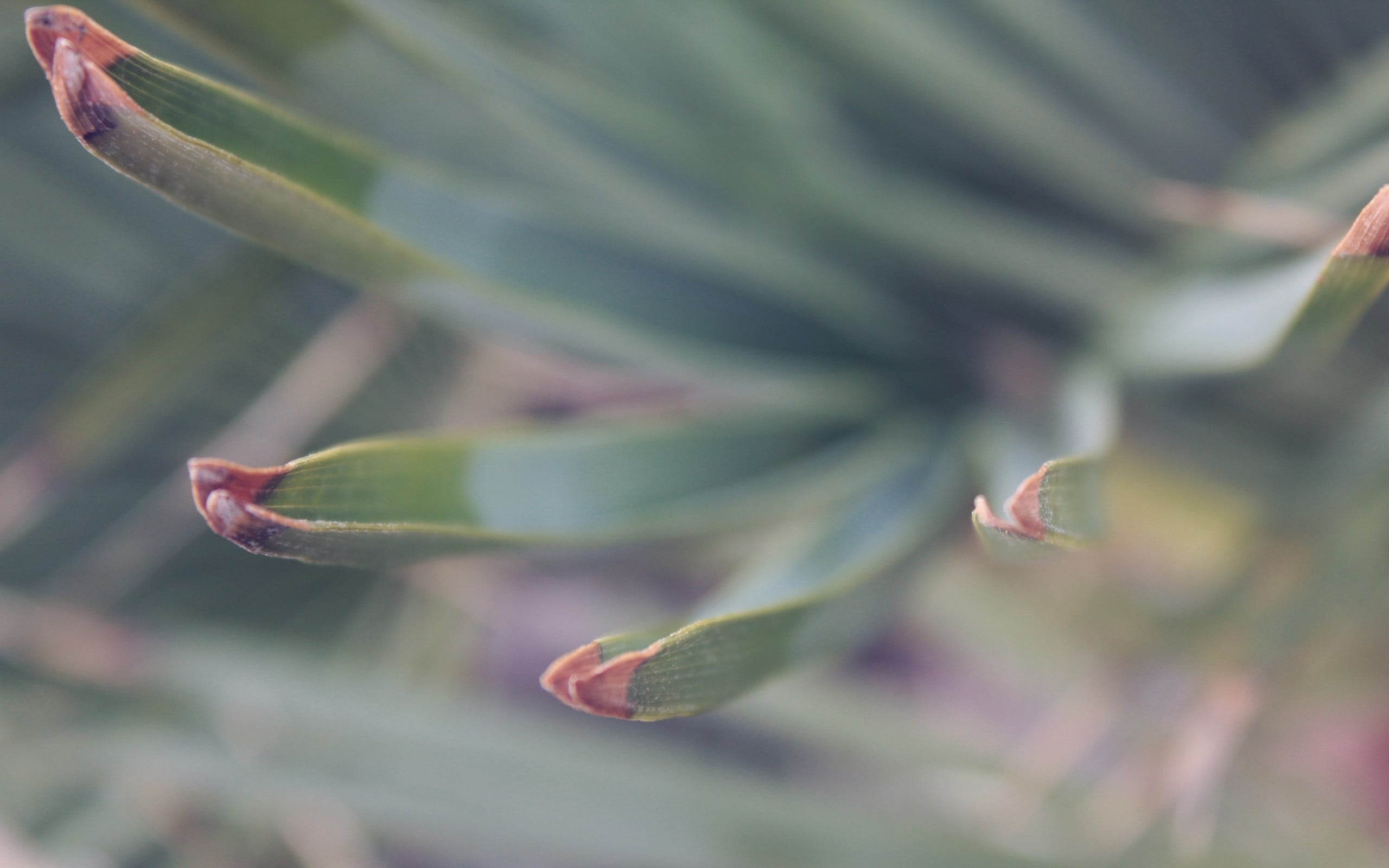 linear, outdoors, day, no people, nature, fragility, tranquility, leaf, focus on foreground, flower, selective focus, plant, growth, spiky, 2K, plant part, HD Wallpaper