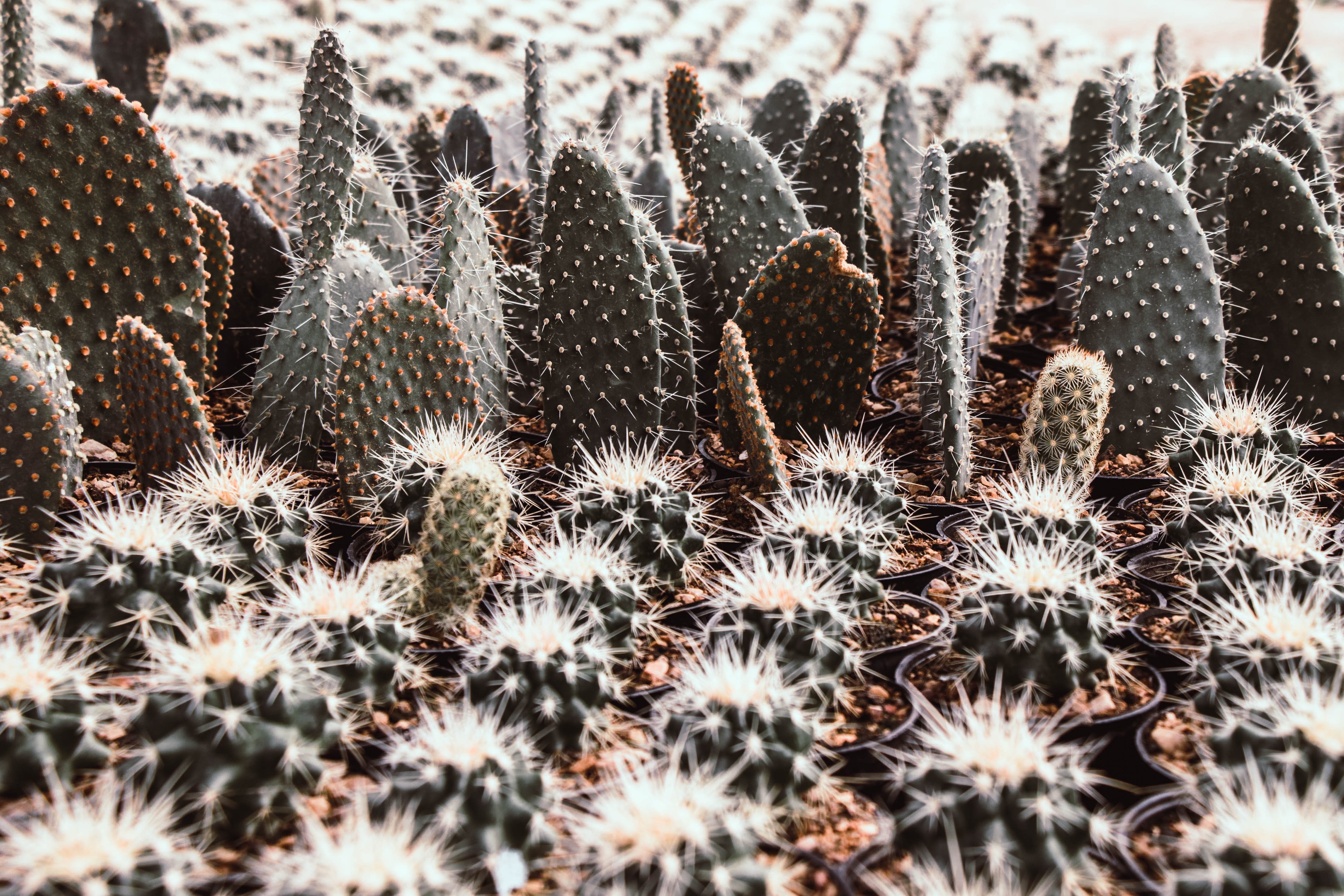 natural pattern, close-up, arid climate, high angle view, cactus, succulent plant, backgrounds, sharp, full frame, outdoors, beauty in nature, growth, field, HD Wallpaper