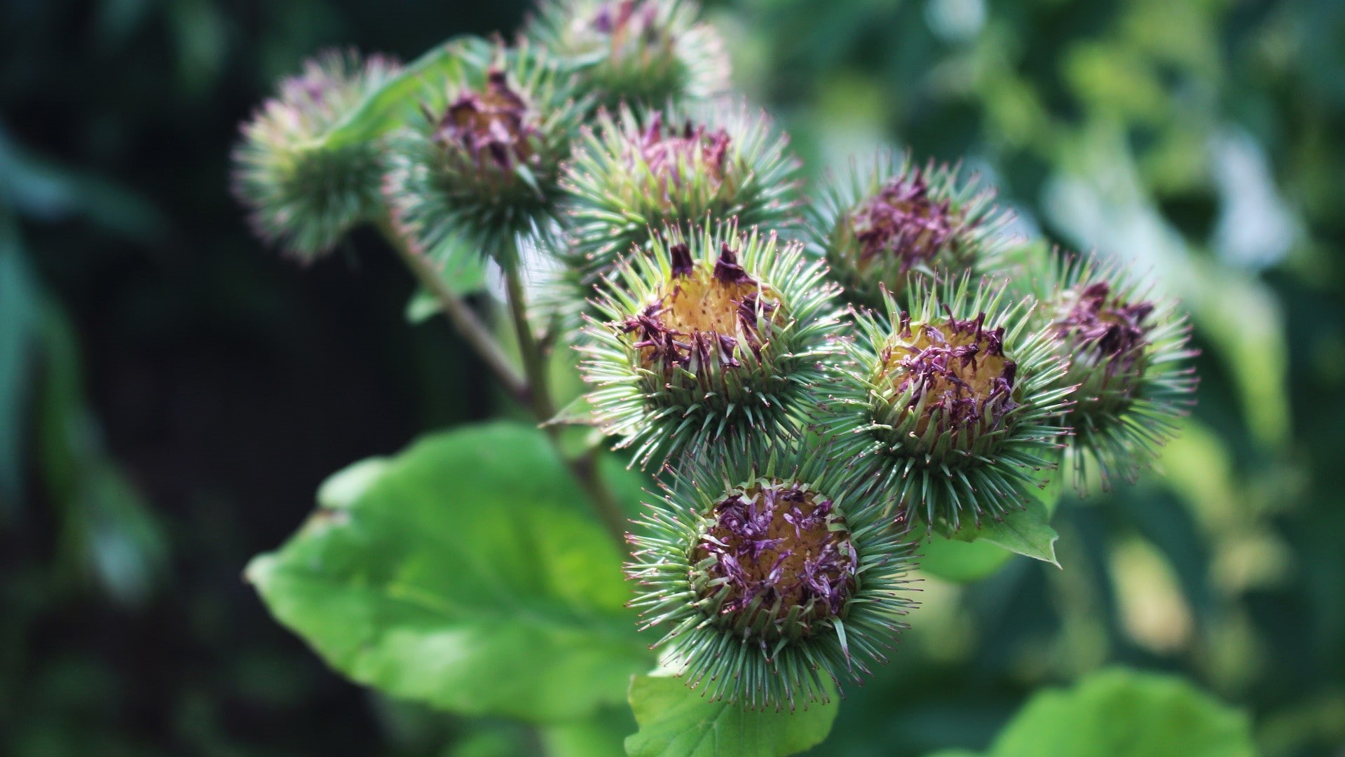 thistles, focus on foreground, close-up, vulnerability, flowers, freshness, flowering plant, plant part, 720P, day, nature, no people, food, fragility, HD Wallpaper