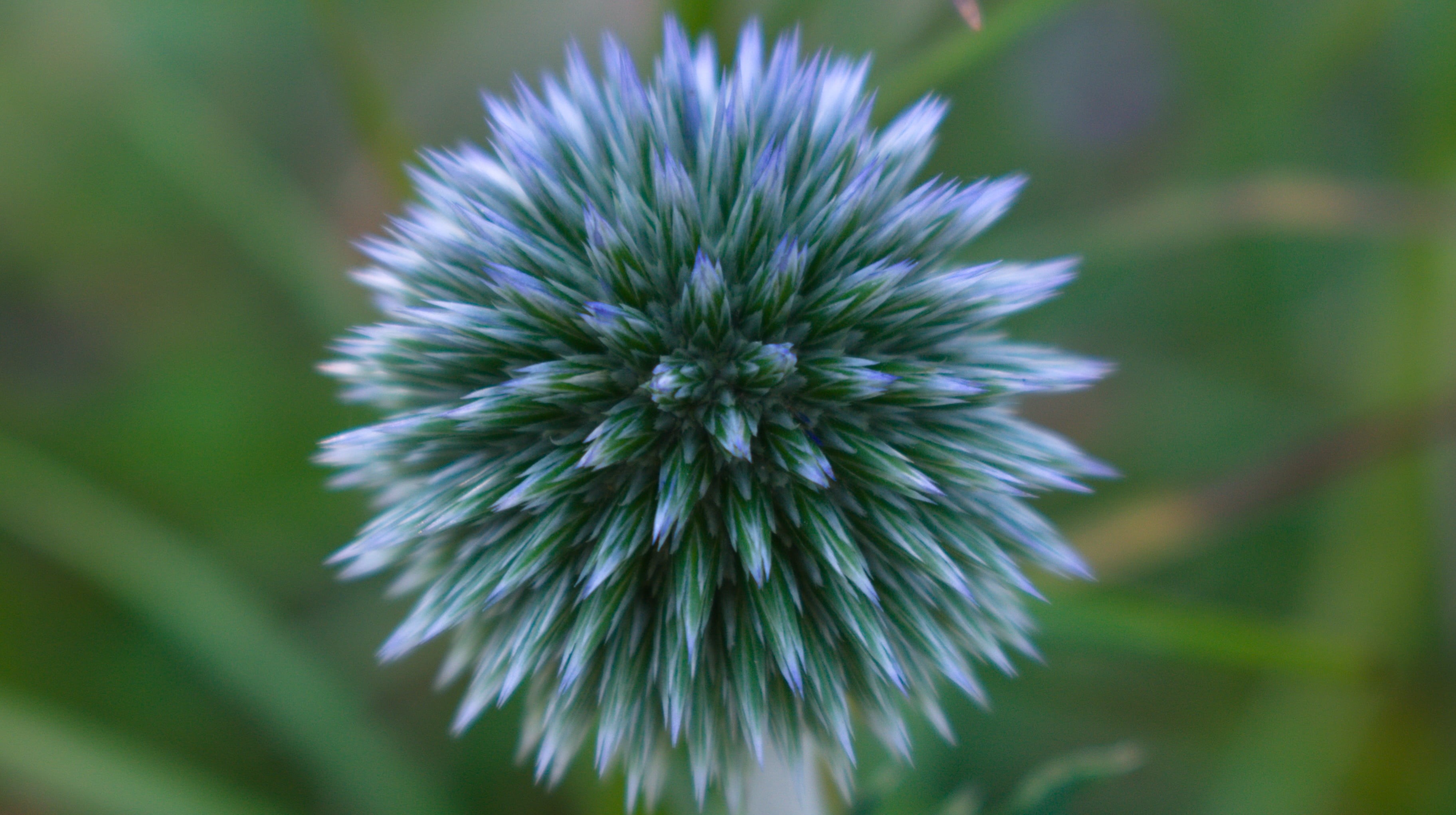 flower, no people, outdoors, 2K, inflorescence, spiky, focus on foreground, flower head, plant, close-up, fragility, growth, vulnerability, macro, nature, HD Wallpaper