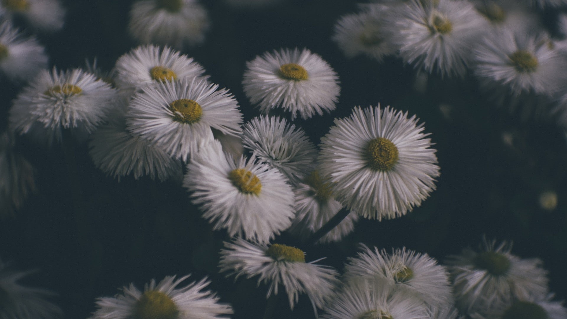 inflorescence, 1080P, flowers, petal, close-up, white flowers, spiky, fragility, day, plants, selective focus, high angle view, white color, plant, dandelion seed, HD Wallpaper