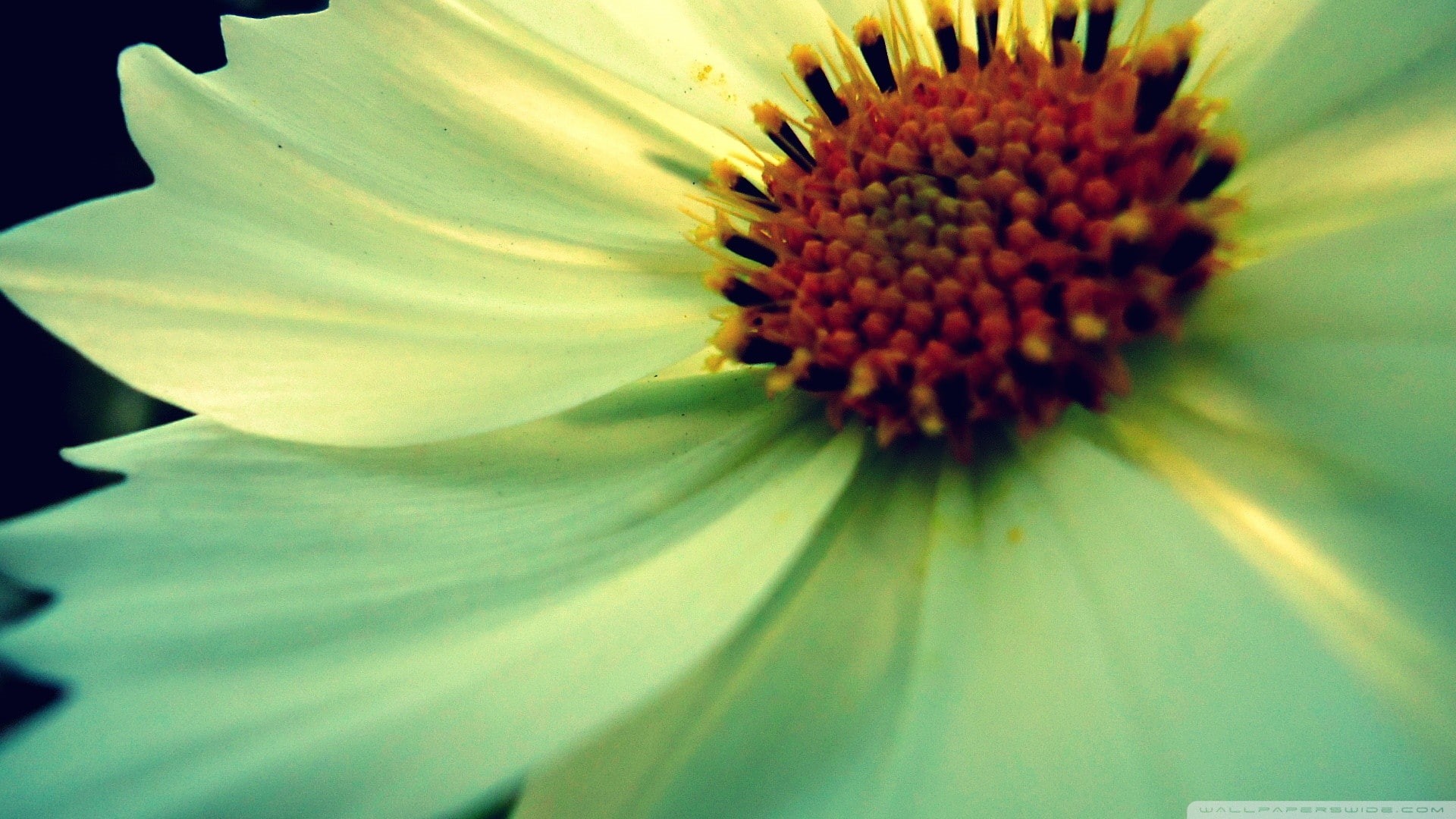 full frame, spiky, selective focus, nature, no people, 1080P, inflorescence, fragility, day, growth, petal, pollen, flowers, vulnerability, backgrounds, HD Wallpaper