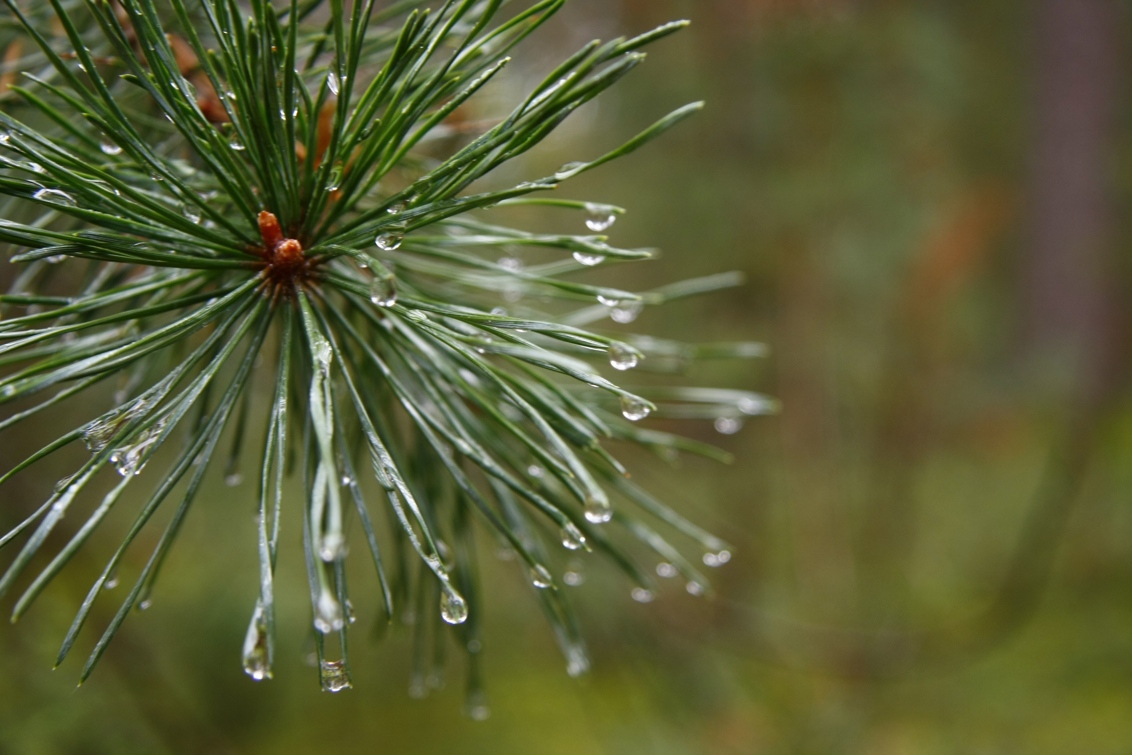 plants, selective focus, needle - plant part, coniferous tree, growth, pine tree, spiky, macro, drop, green color, focus on foreground, 4K, freshness, HD Wallpaper