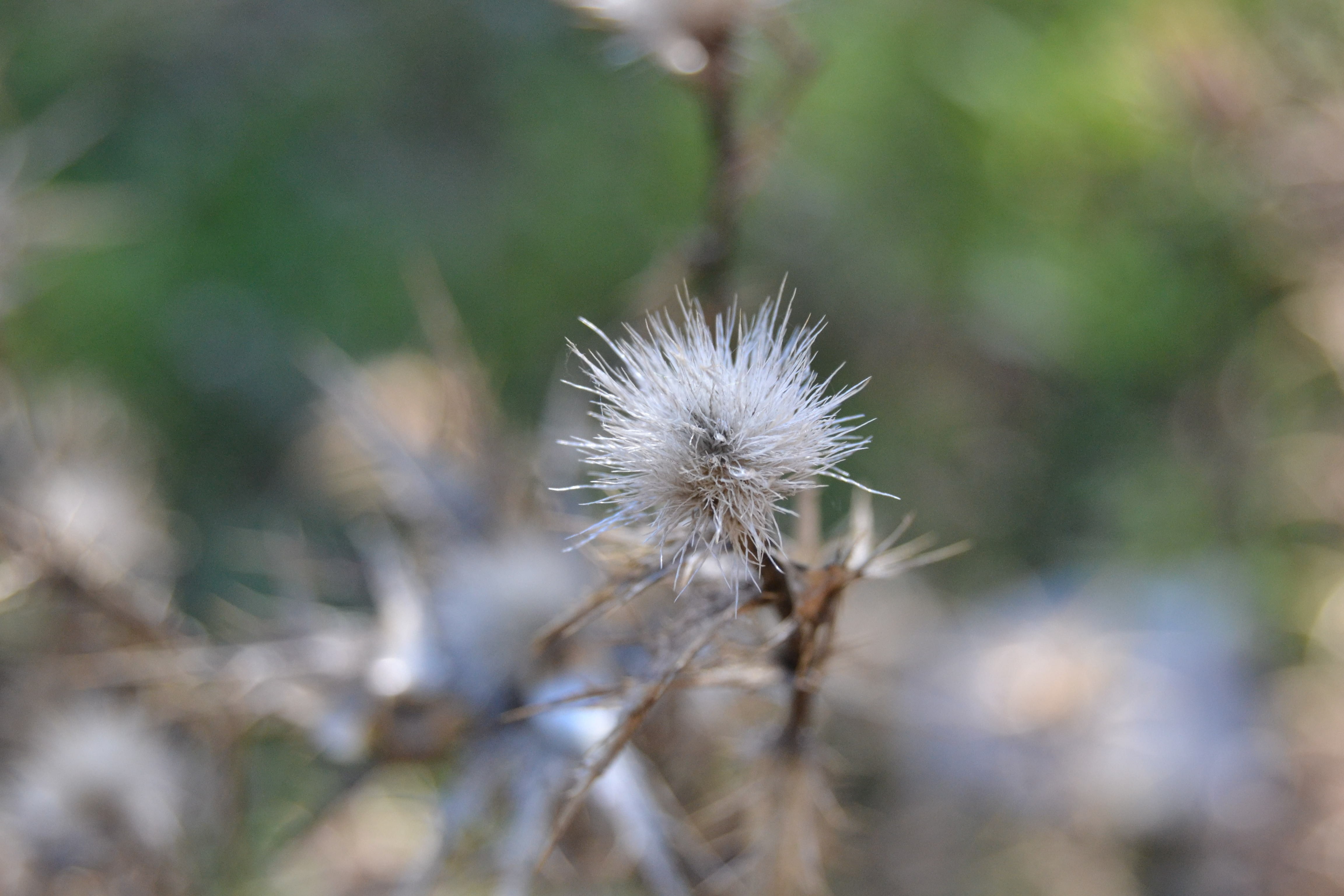 selective focus, spiky, growth, softness, sepal, white color, day, fragility, flower head, inflorescence, macro, close-up, nature, 4K, vulnerability, flower, HD Wallpaper