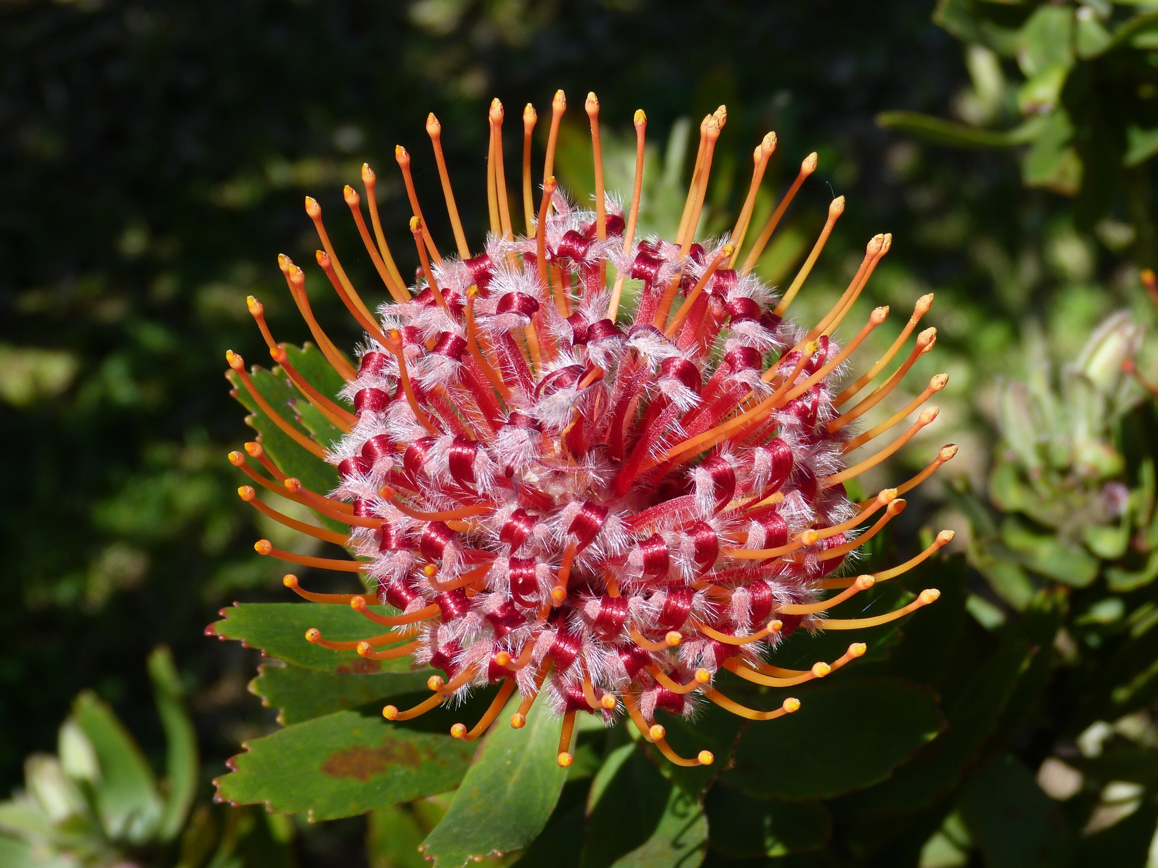 focus on foreground, beauty in nature, plant, nature, blossom, bloom, freshness, spiky, inflorescence, outdoors, 4K, close-up, protea, pollen, vulnerability, HD Wallpaper