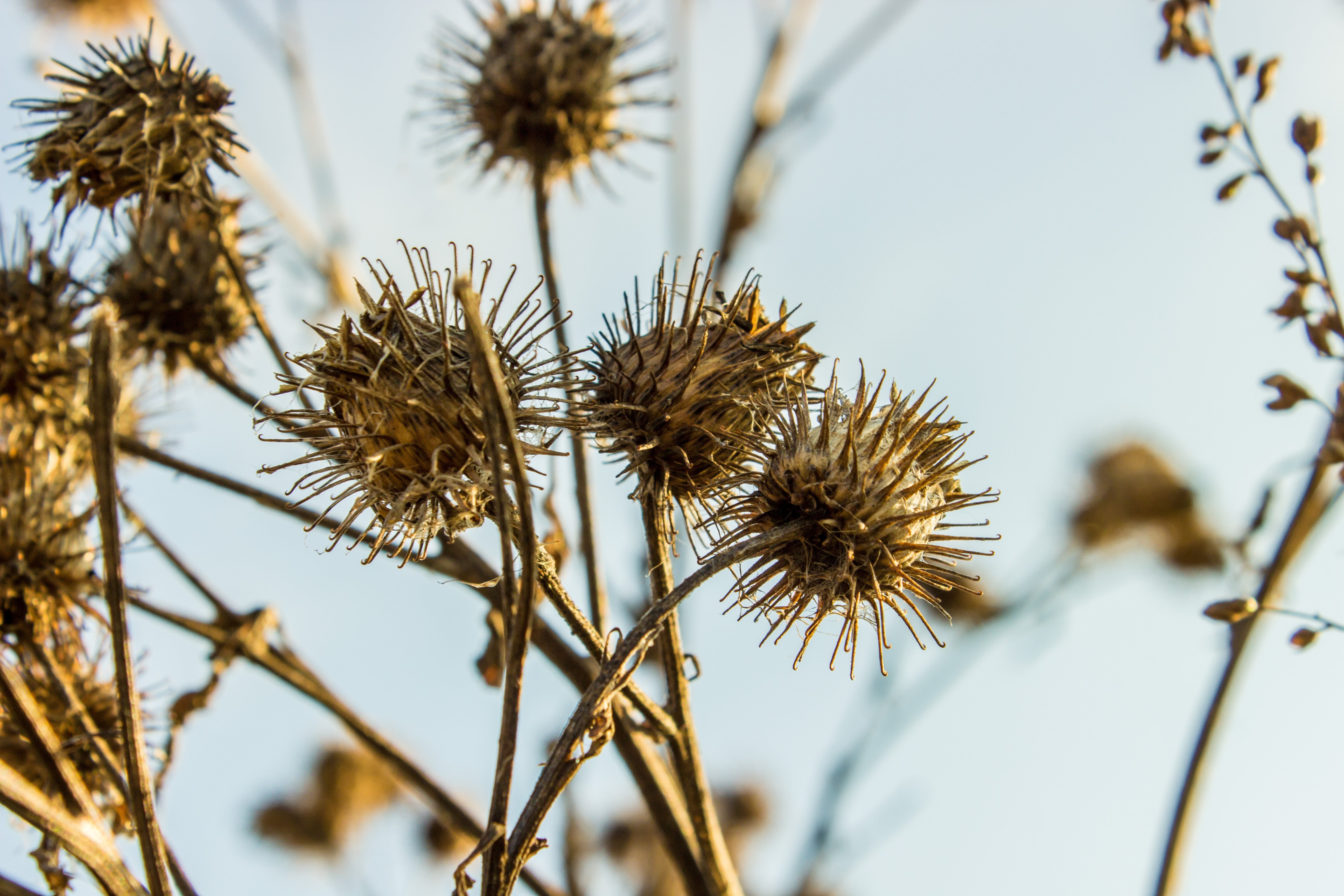 5K, outdoors, low angle view, flower, flower head, plants, tranquility, flowering plant, dry, dead plant, thistles, plant, selective focus, fragility, HD Wallpaper