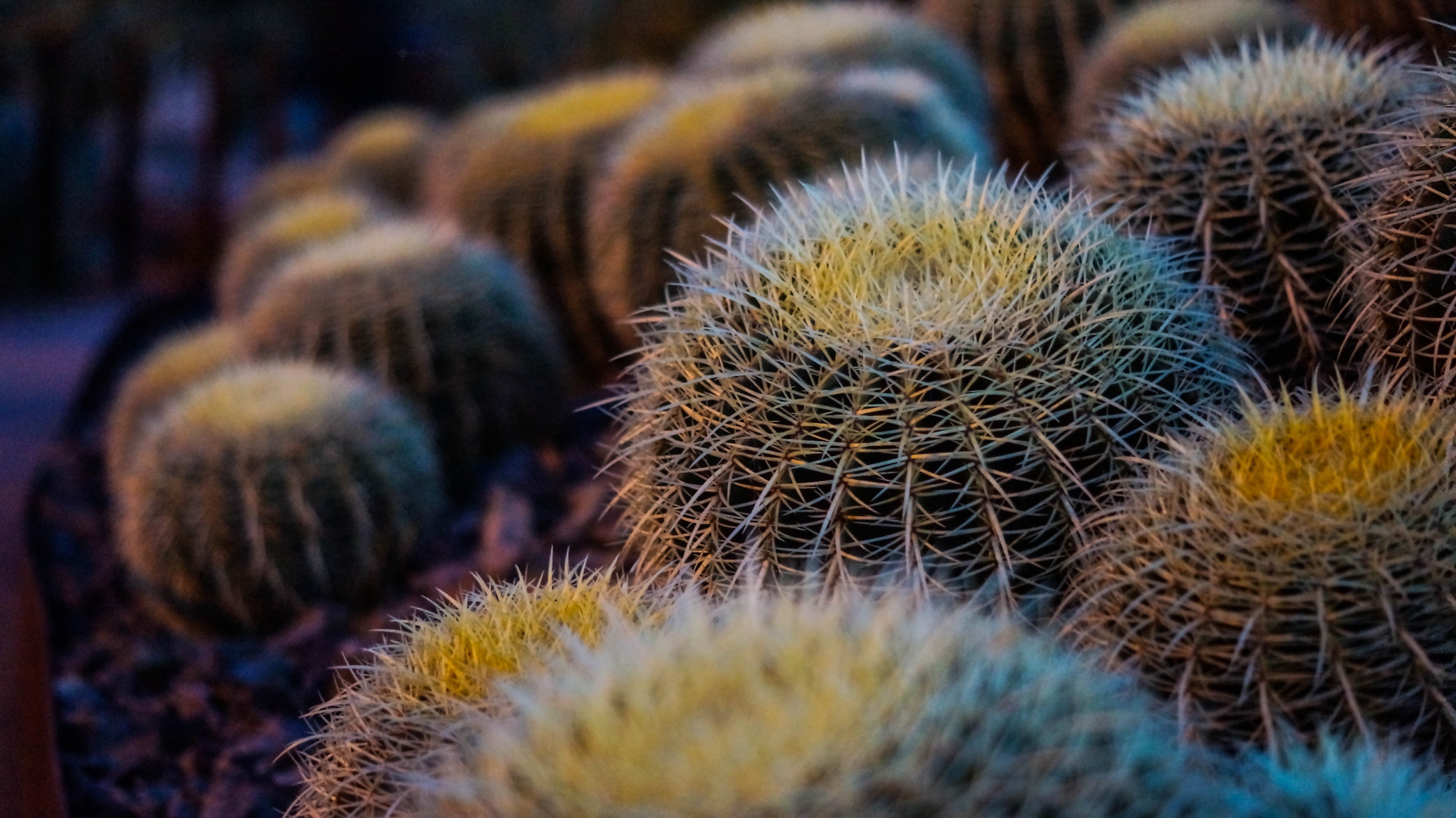 botany, full frame, white, no People, leaf, cactus, flowers, freshness, macro, close-up, dry, asia, seed, spiky, outdoors, nature, green Color, backgrounds, HD Wallpaper