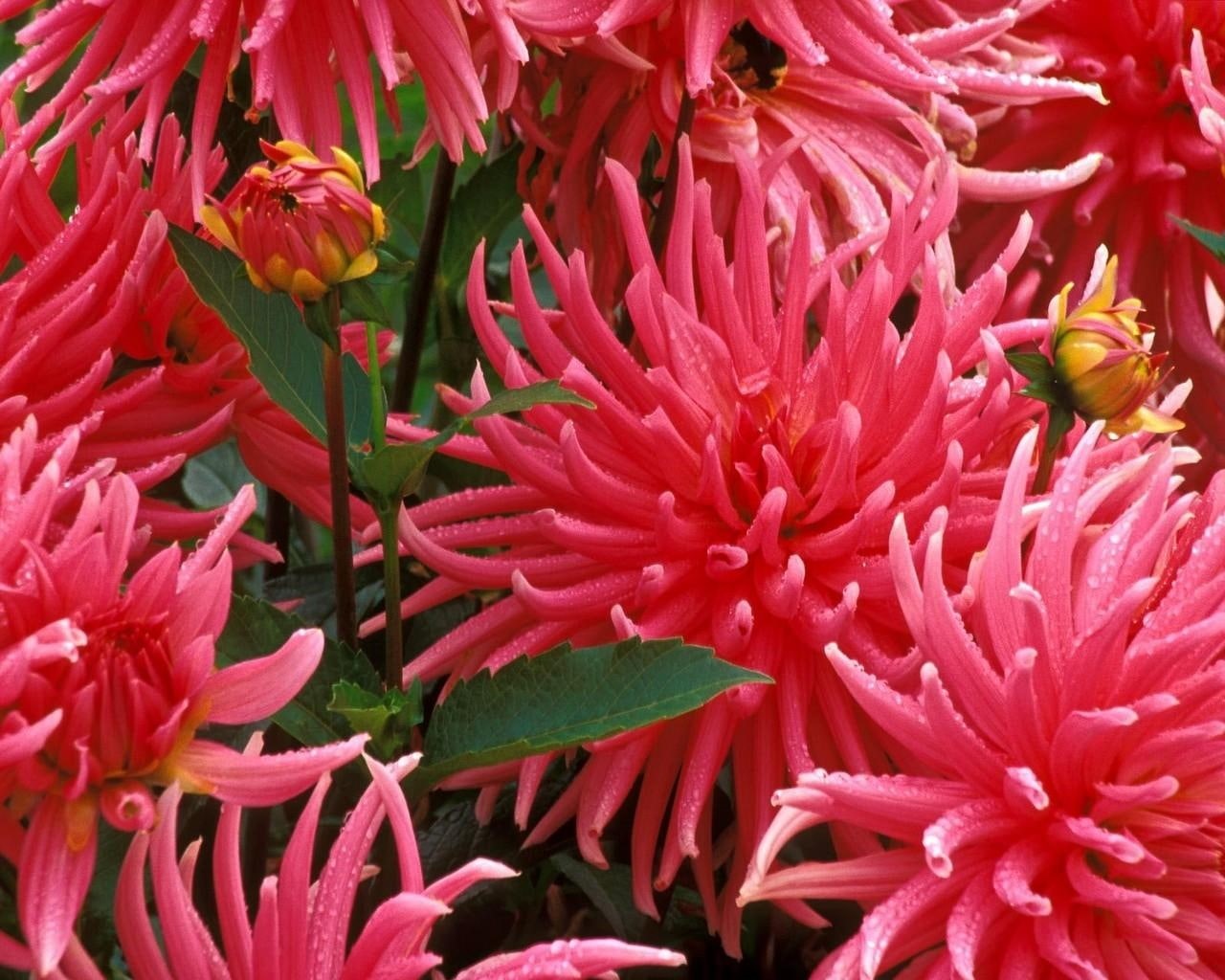 nature, bunch, flowers, jpg, flower, aaters, 720P, hd, spiky, pretty, red, HD Wallpaper