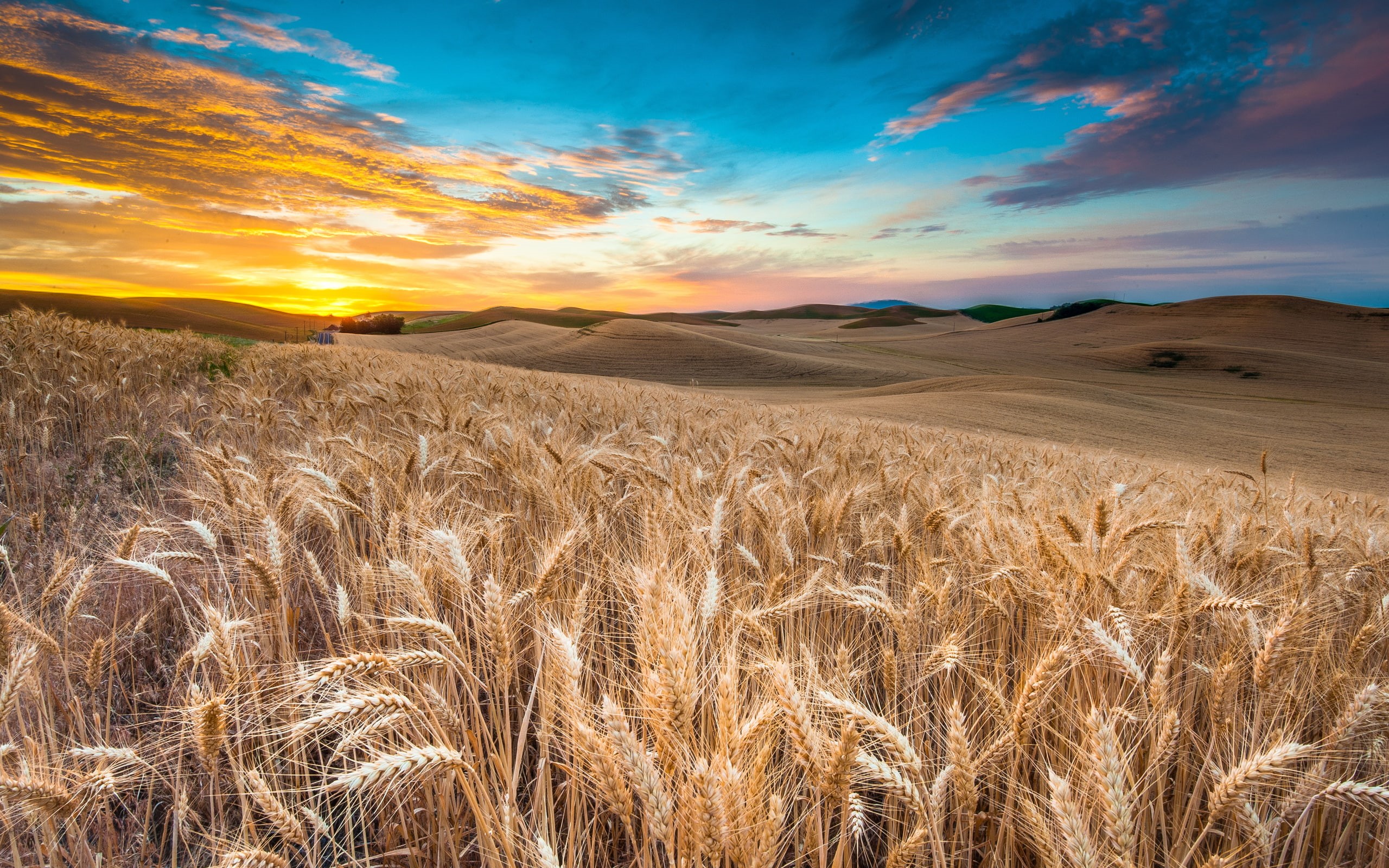 nature, 2K, wheat, landscape, clouds, field, sky, grass, HD Wallpaper