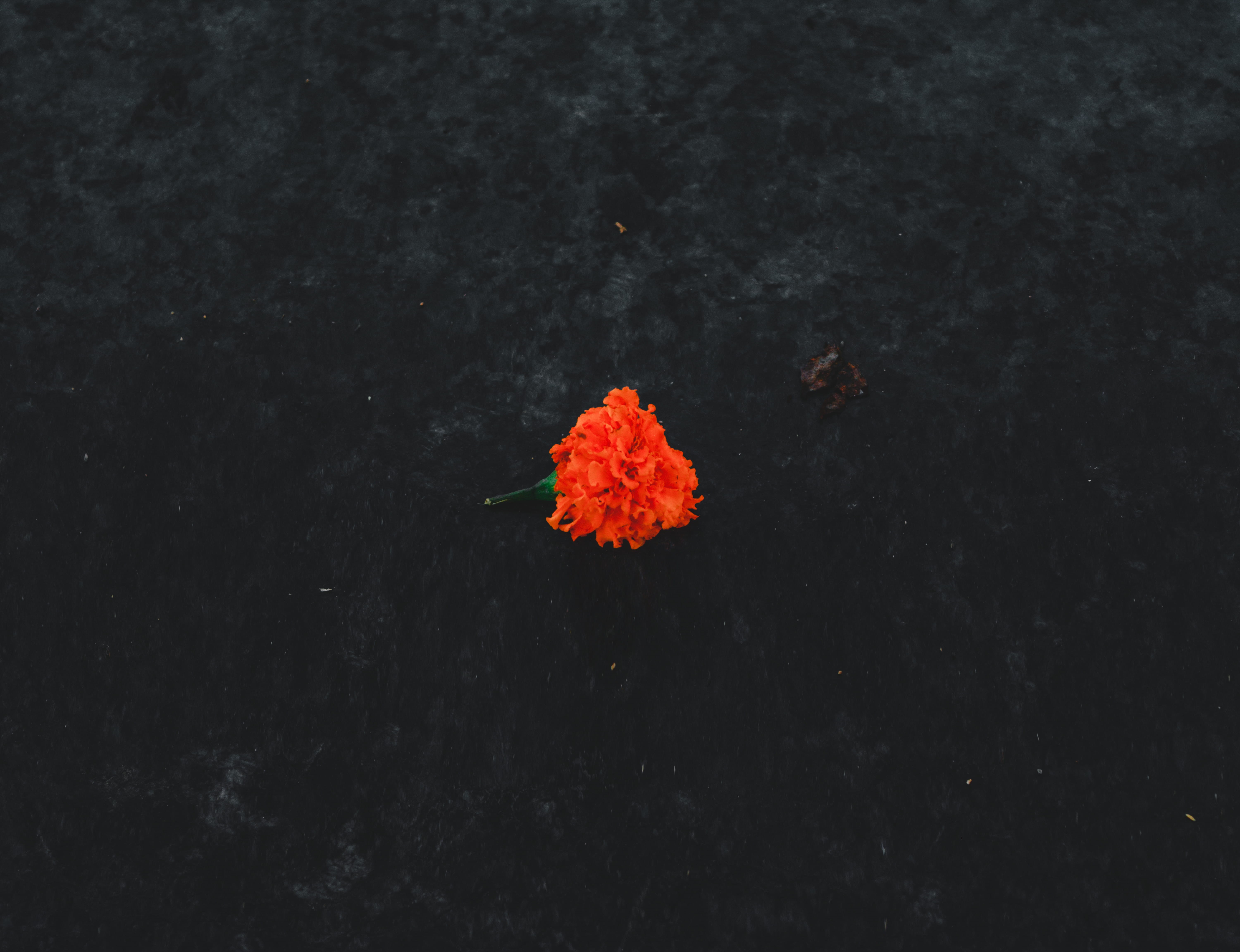 waterfront, black, plants, marriage, petal, background, orange, 5K, beauty in nature, inflorescence, close-up, vulnerability, focus on foreground, fragility, HD Wallpaper