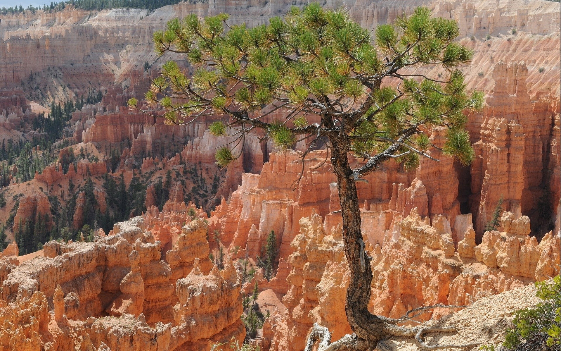 physical geography, solid, tree, day, beauty in nature, no people, rock formation, travel, eroded, rock, climate, non-urban scene, nature, trees, landscape, HD Wallpaper