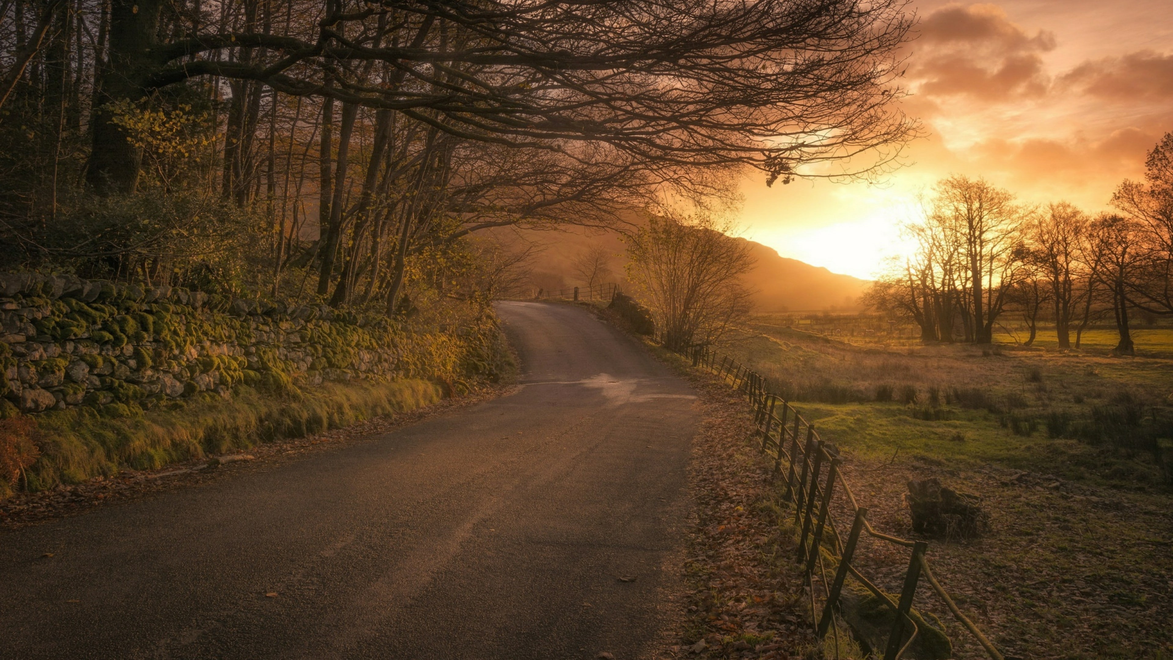 tree, road, sky, 4K, evening, countryside, landscape, sunset, rural area, HD Wallpaper