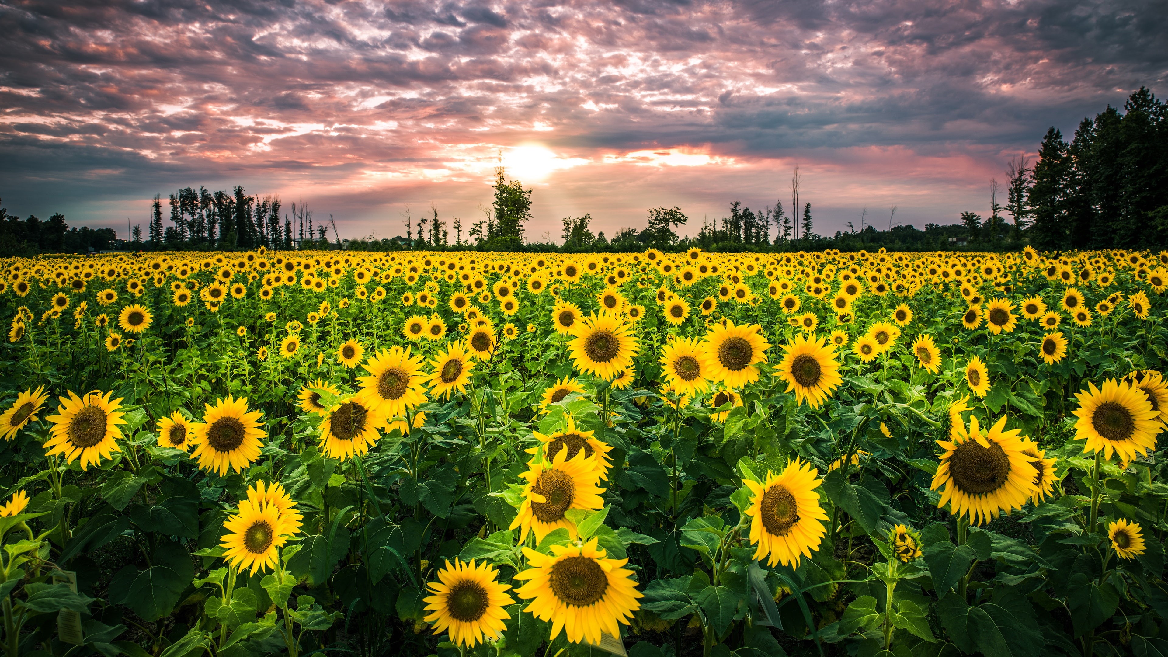 flowers, yellow flowers, field, landscape, 4K, sunflowers, HD Wallpaper