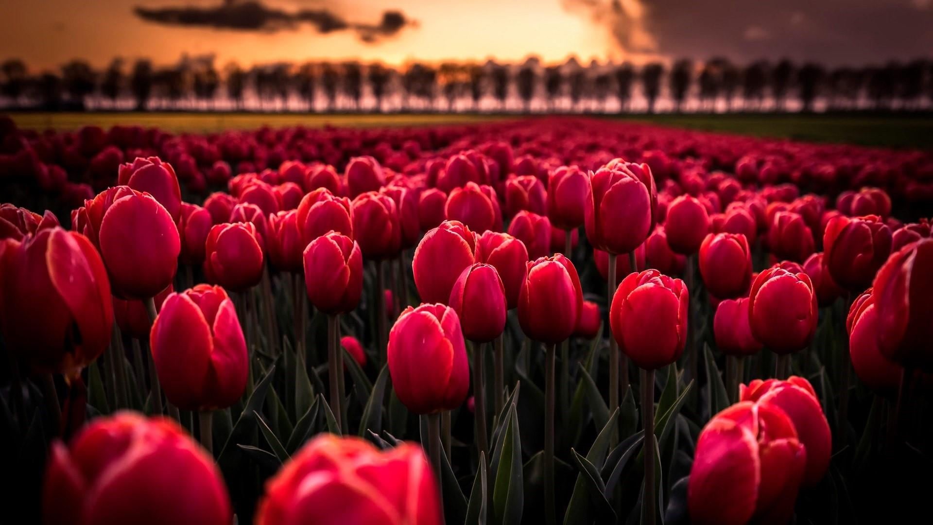 light, nature, no people, vulnerability, sky, plant, focus on foreground, sunlight, 1080P, field, flowerbed, flower head, flower field, flower, freshness, HD Wallpaper