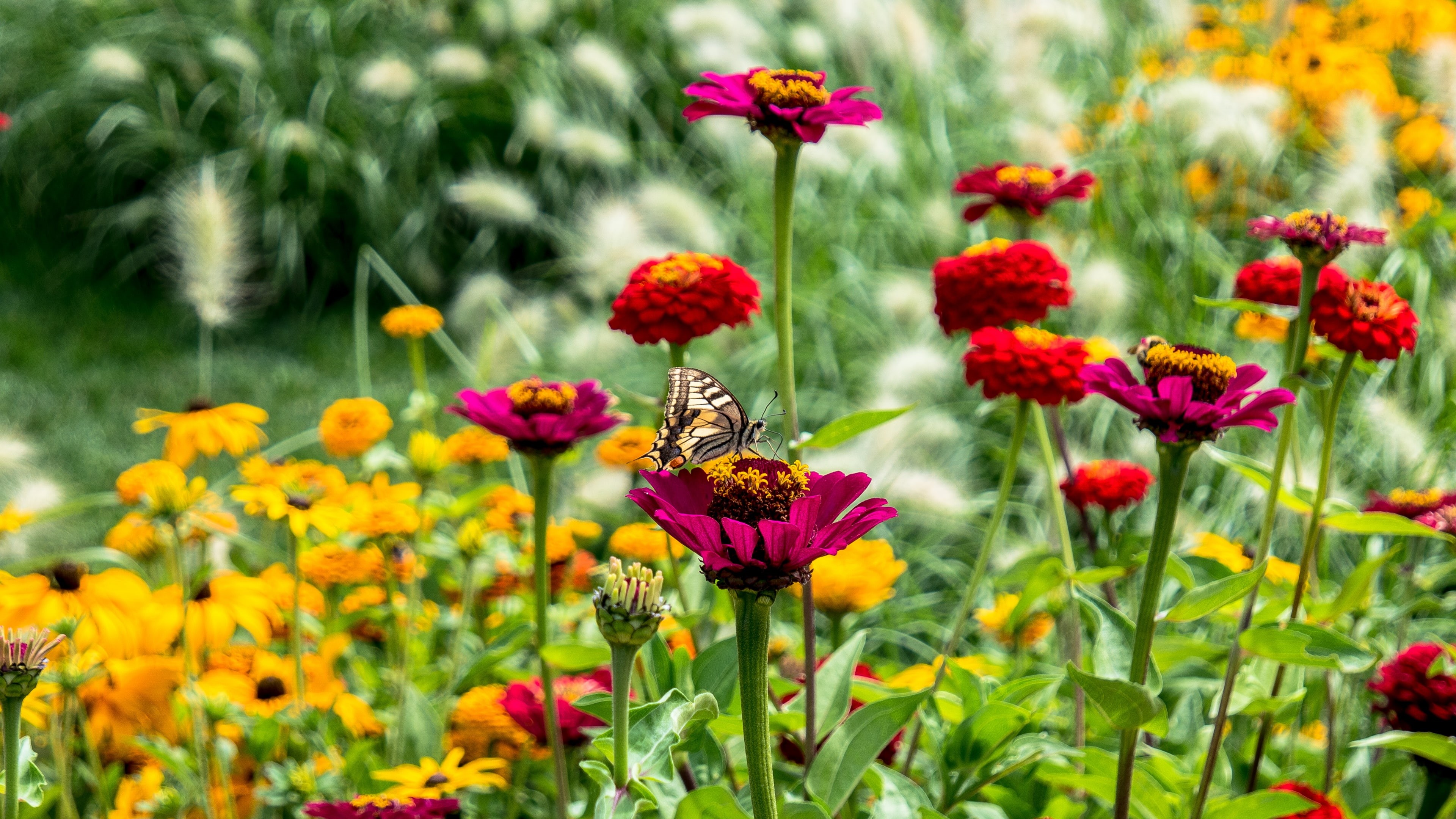 grass, flowering plant, summertime, meadow, summer, 4K, butterfly, flower, field, plant, wildflower, HD Wallpaper