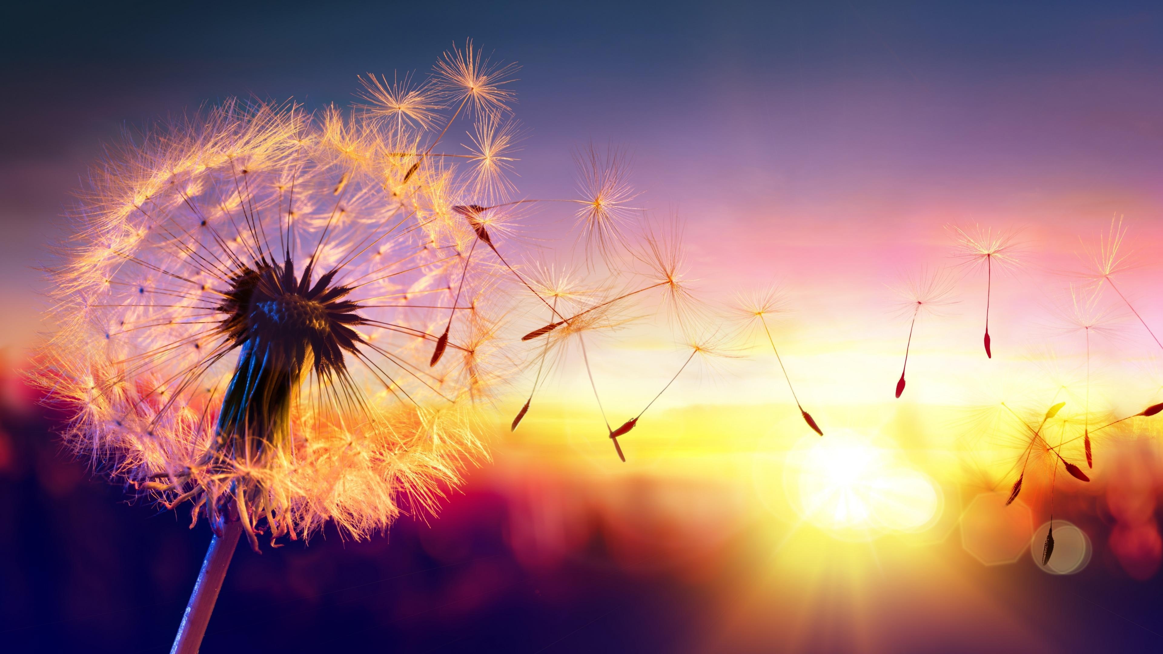 seed, sunset, nature, sunlight, flower, 4K, plant, evening, close up, dandelion, macro photography, sky, HD Wallpaper