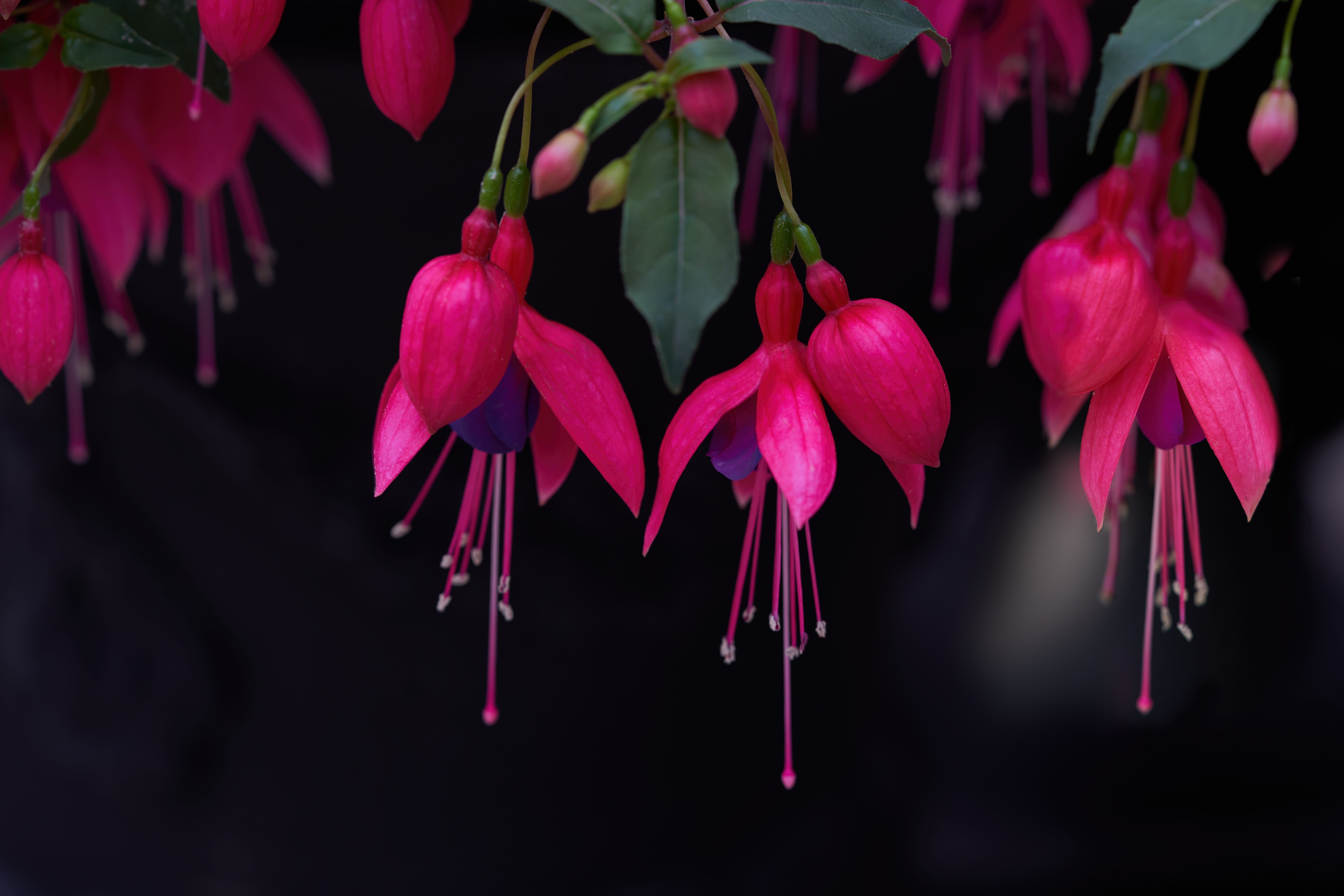 blooming, hanging, flower head, petal, flowering plant, fuchsia, fuschia, beauty in nature, pollen, nature, magenta, flowers, no people, leaf, pink color, HD Wallpaper