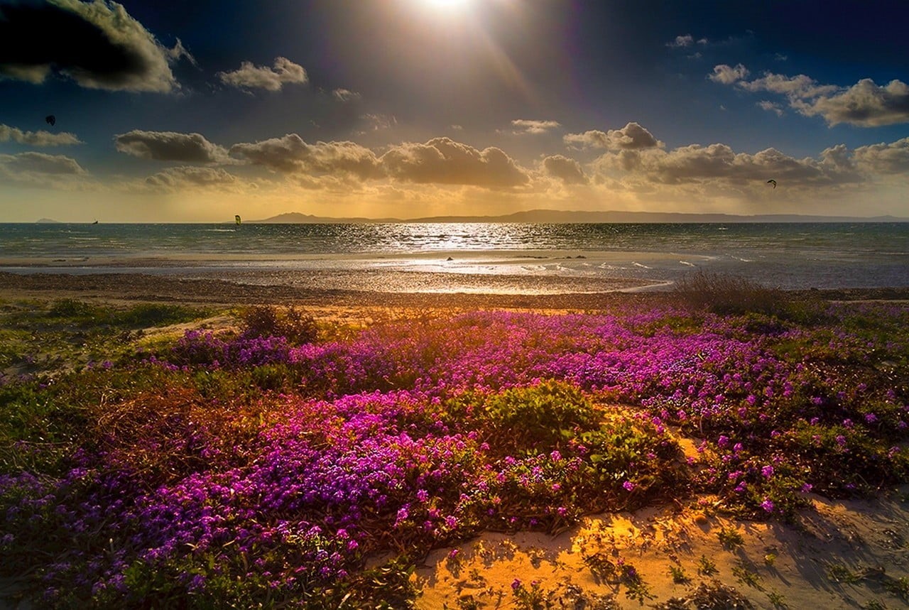 magenta, no people, land, flowering plant, water, coast, nature, 720P, sand, horizon over water, sea, environment, pink, sunlight, horizon, scenics - nature, HD Wallpaper