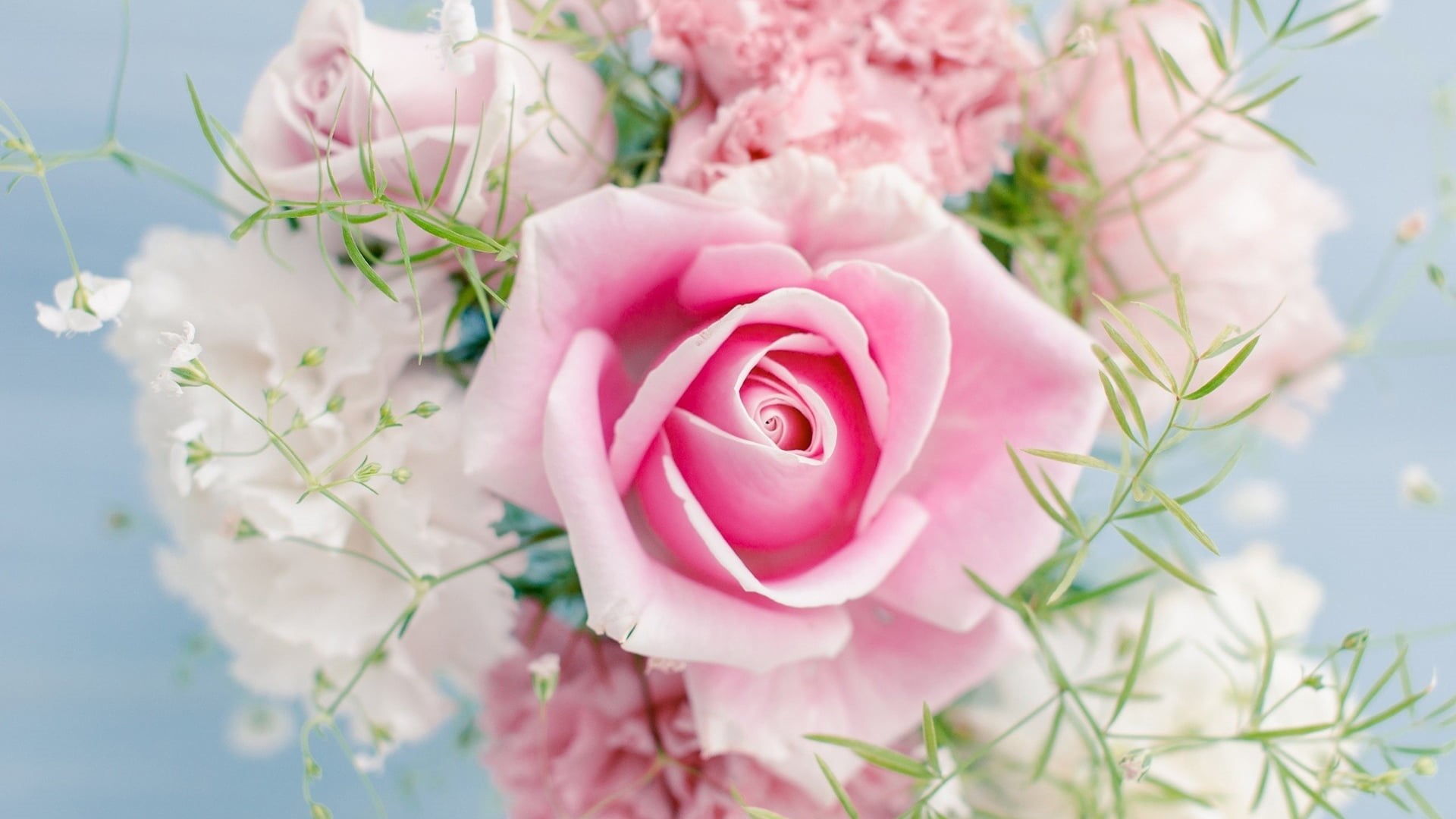 springtime, studio shot, flower, bloom, freshness, focus on foreground, botanical, wedding, rose - flower, valentine, spring, flowering plant, love, celebration, HD Wallpaper