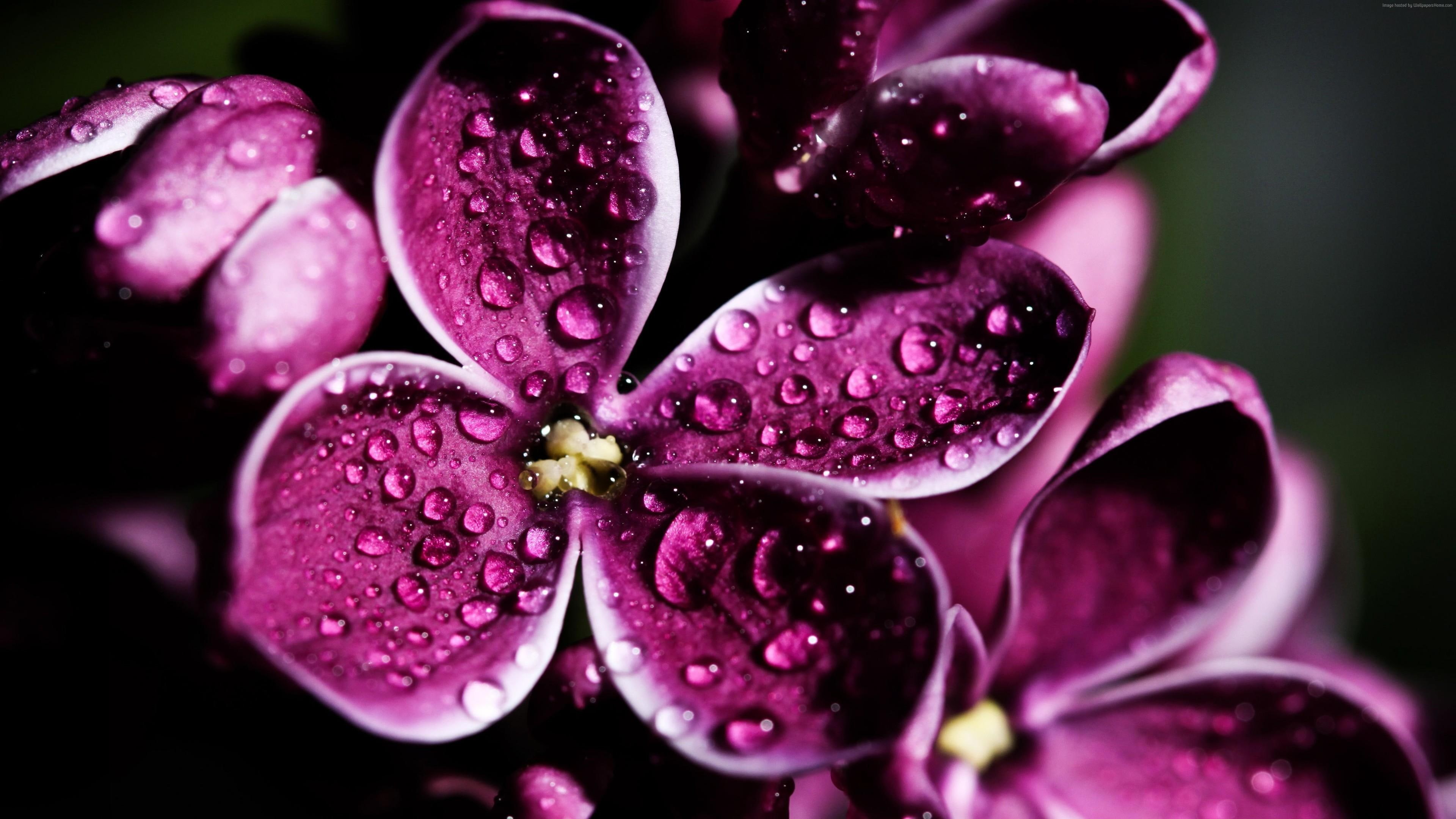 lilac, blossom, flora, purple, flowers, 4K, pink, flower, floral, orchid, plant, HD Wallpaper