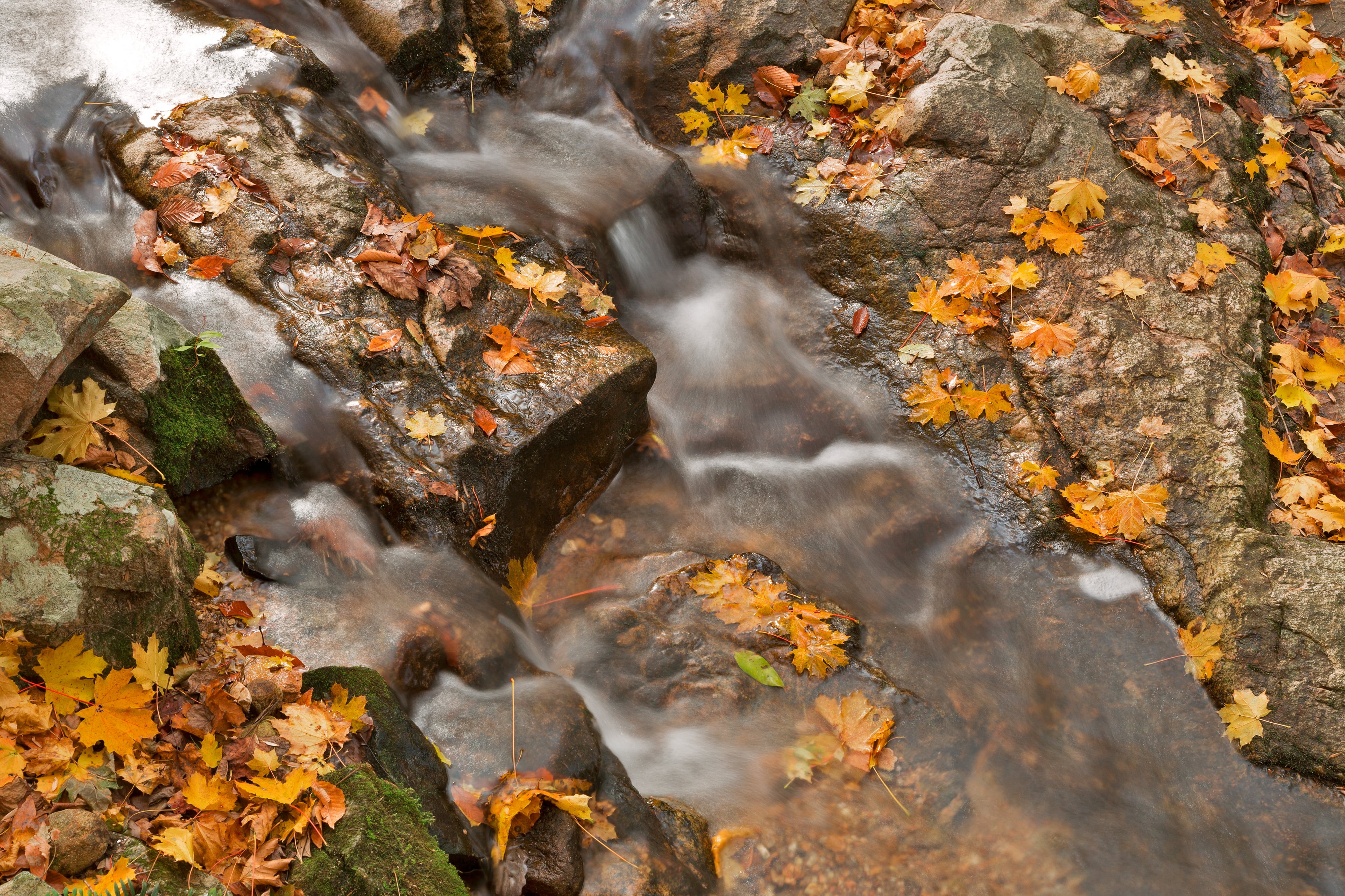 scene, outdoor, black  white, movement, rocky  stone, nature, colour, Stream, fall, image, american  beauty, color, colors, natural, tourism, 4K, leaves, HD Wallpaper