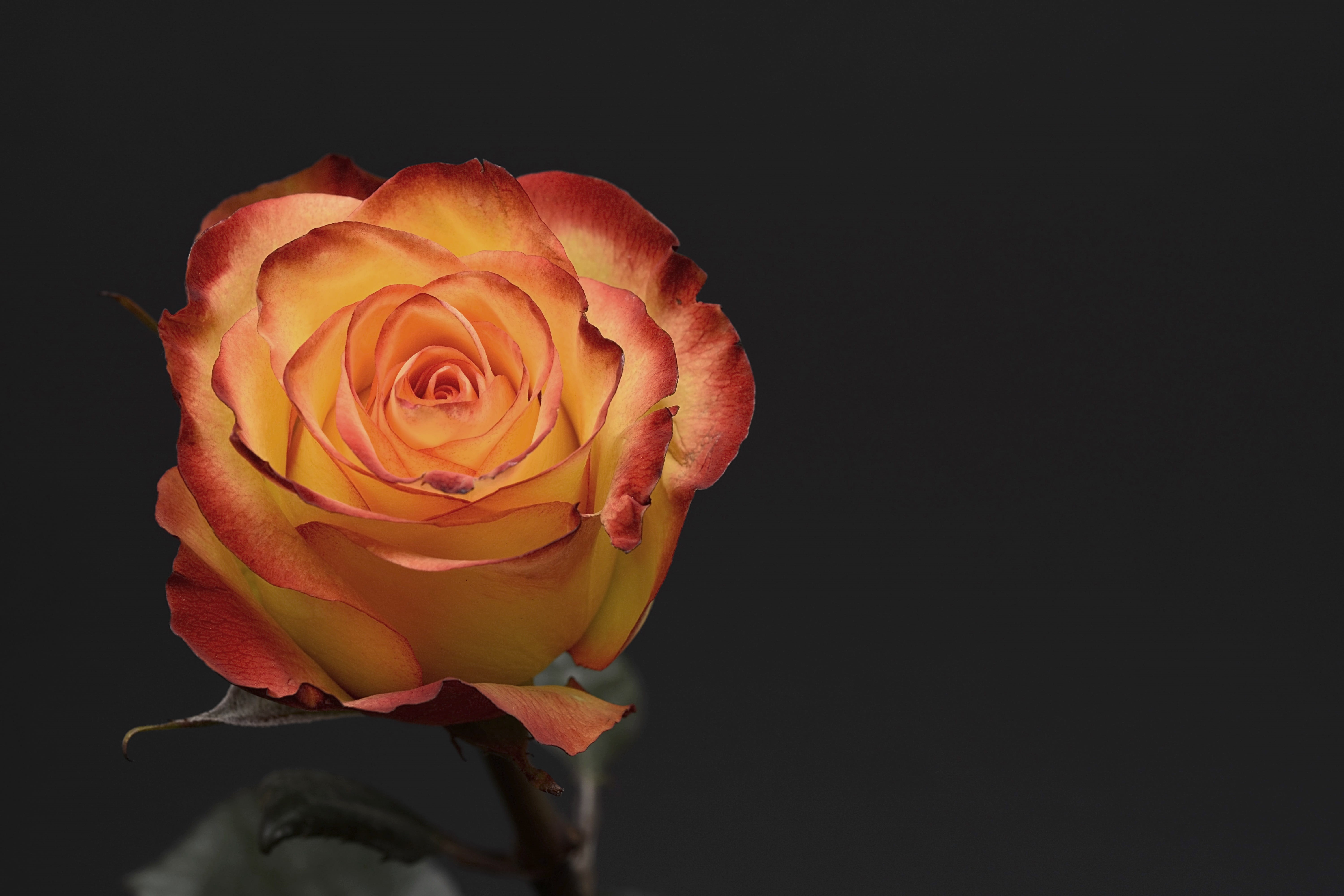 inflorescence, yellow, petal, birthday, flower head, beauty in nature, black background, flower, orange, freshness, floral, love, indoors, positive emotion, HD Wallpaper