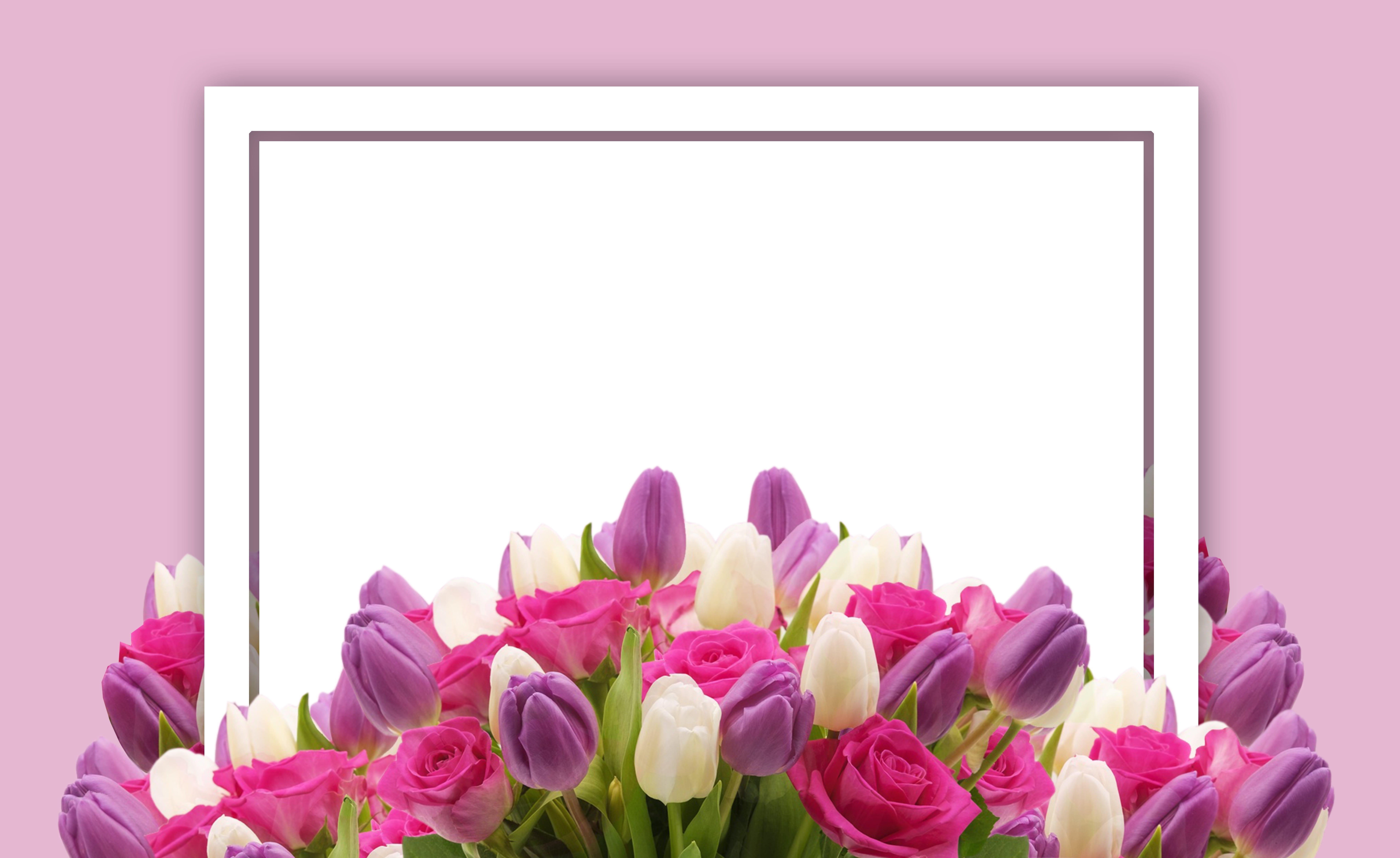 womens day, voucher, saint valentines day, indoors, petal, studio shot, multi colored, wedding, card, plant, blank, tulip, coupon, mothers day, pink, congratulations, HD Wallpaper
