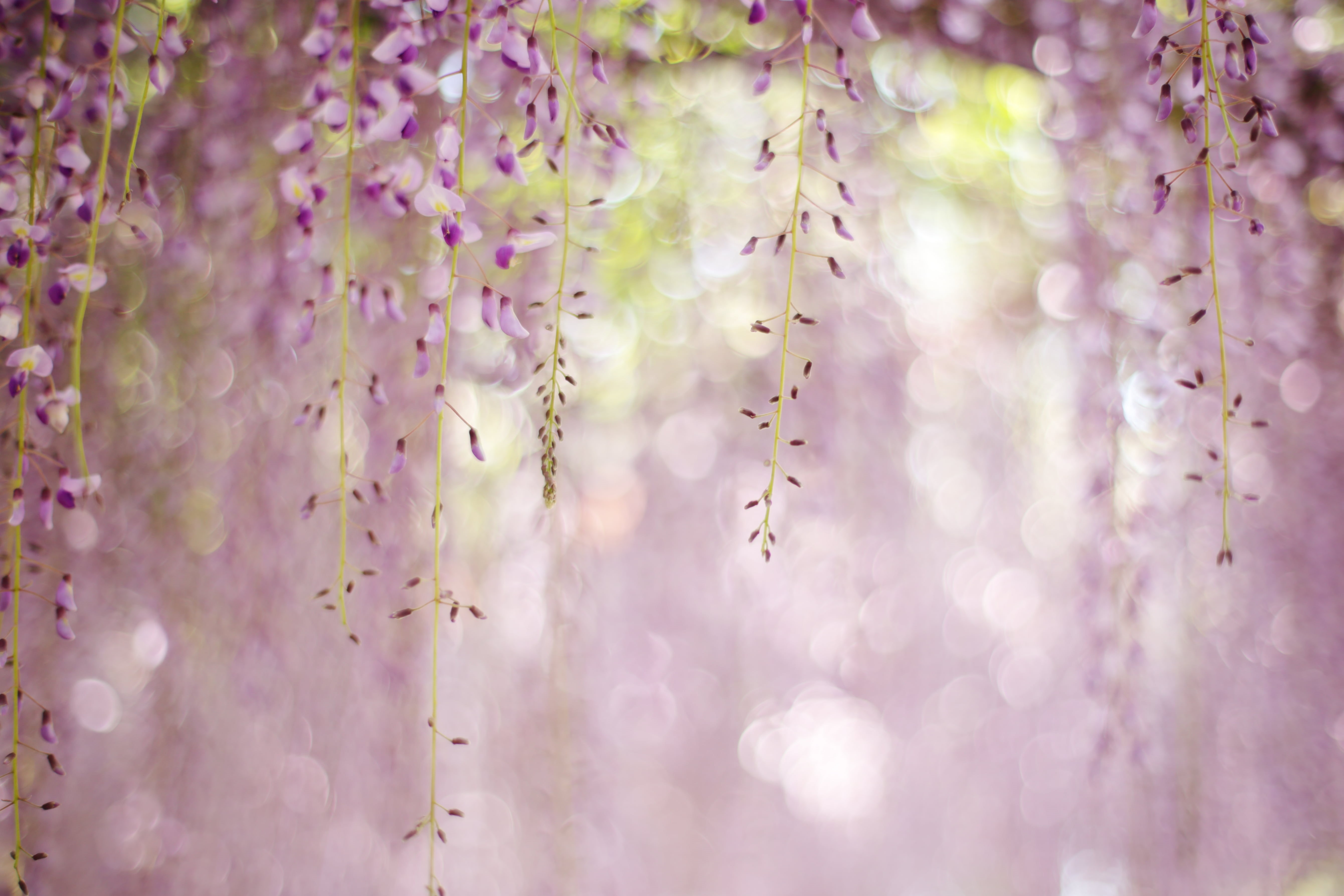 pink Color, bokeh, plants, dangling, purple, petaled, wisteria, defocused, close, pink, Untitled, backgrounds, close up, photo, 藤, plant, white, nature, HD Wallpaper