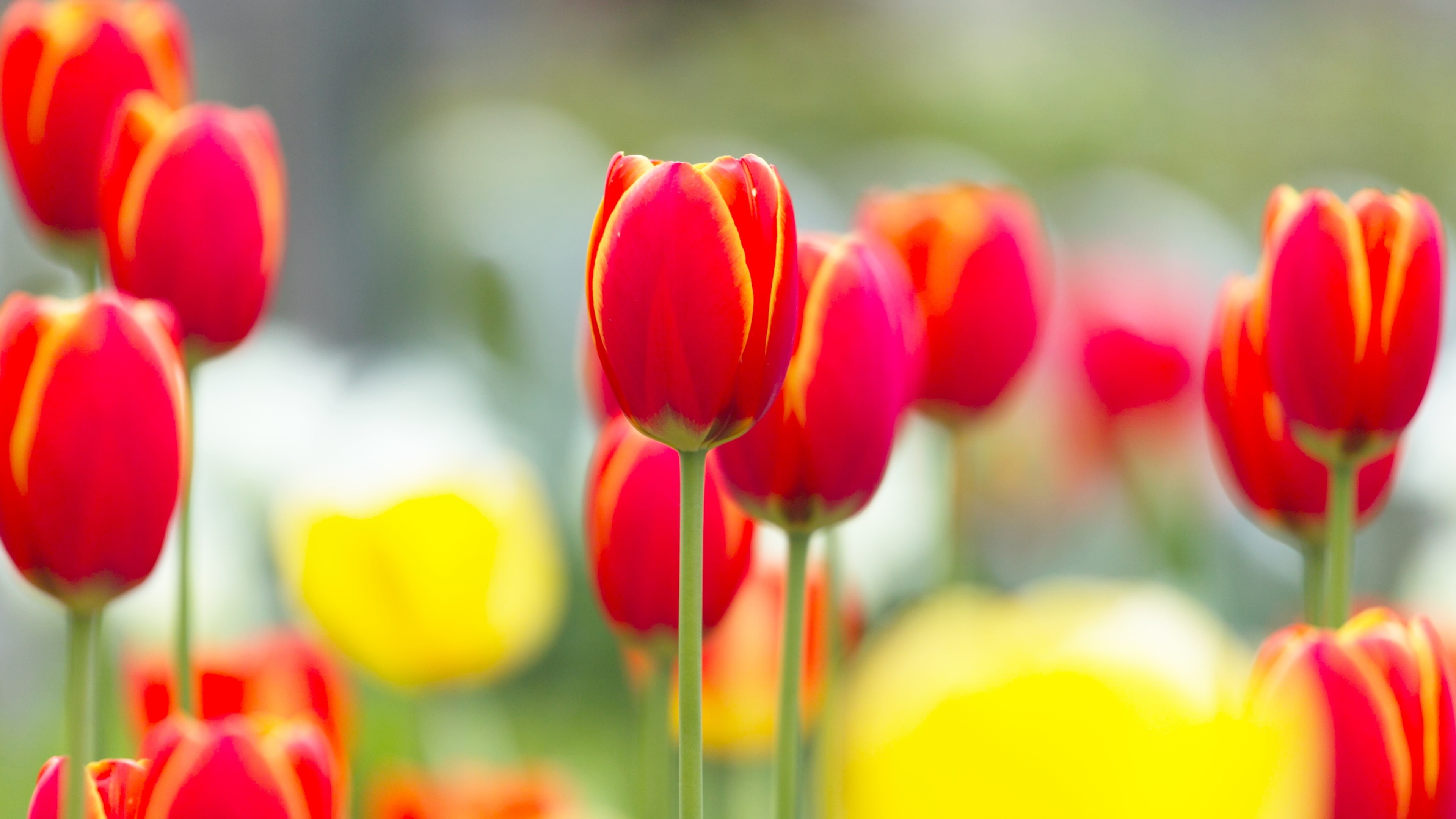 Photography, Blurry, Red, Flowers, Macro, 4K, Background, Tulip, HD Wallpaper