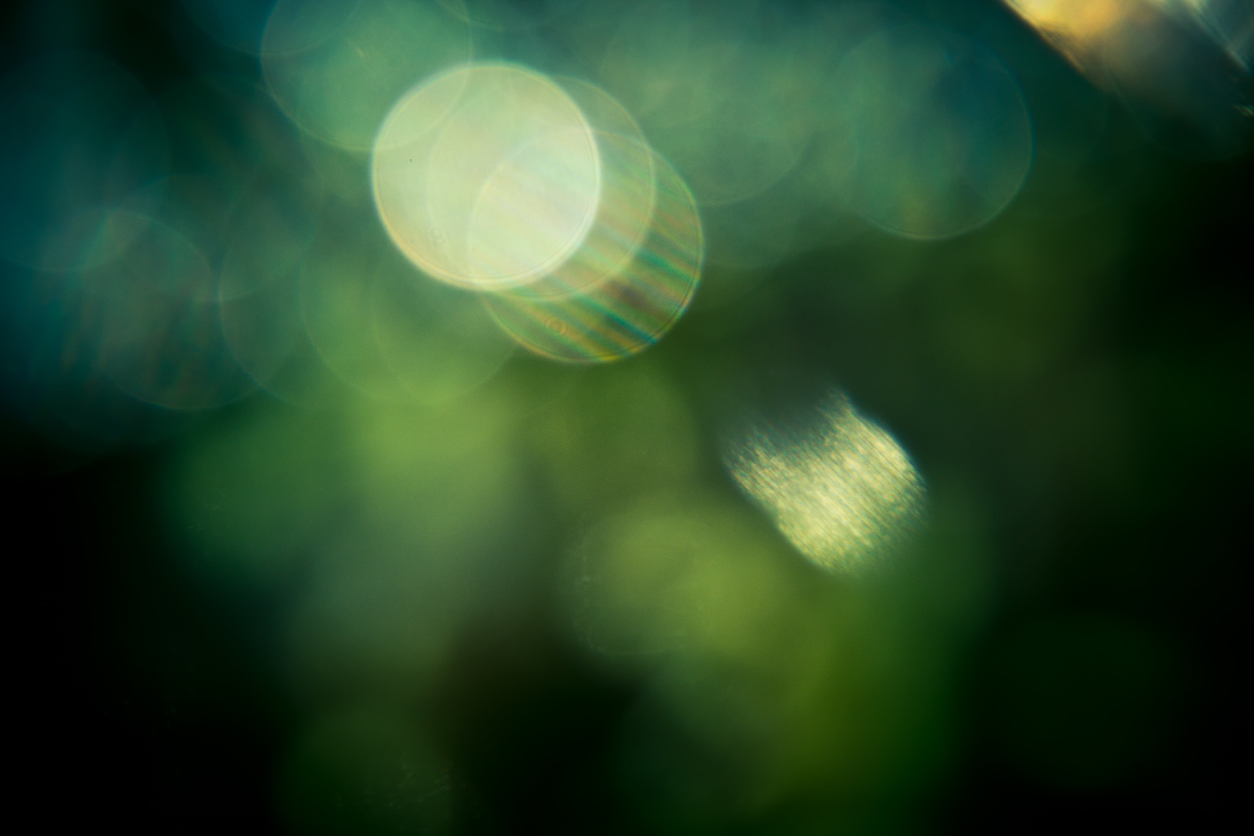 white, bright, backgrounds, full frame, plant, tree, defocused, selective focus, lens, light - natural phenomenon, close-up, air, green, film, effect, green color, HD Wallpaper