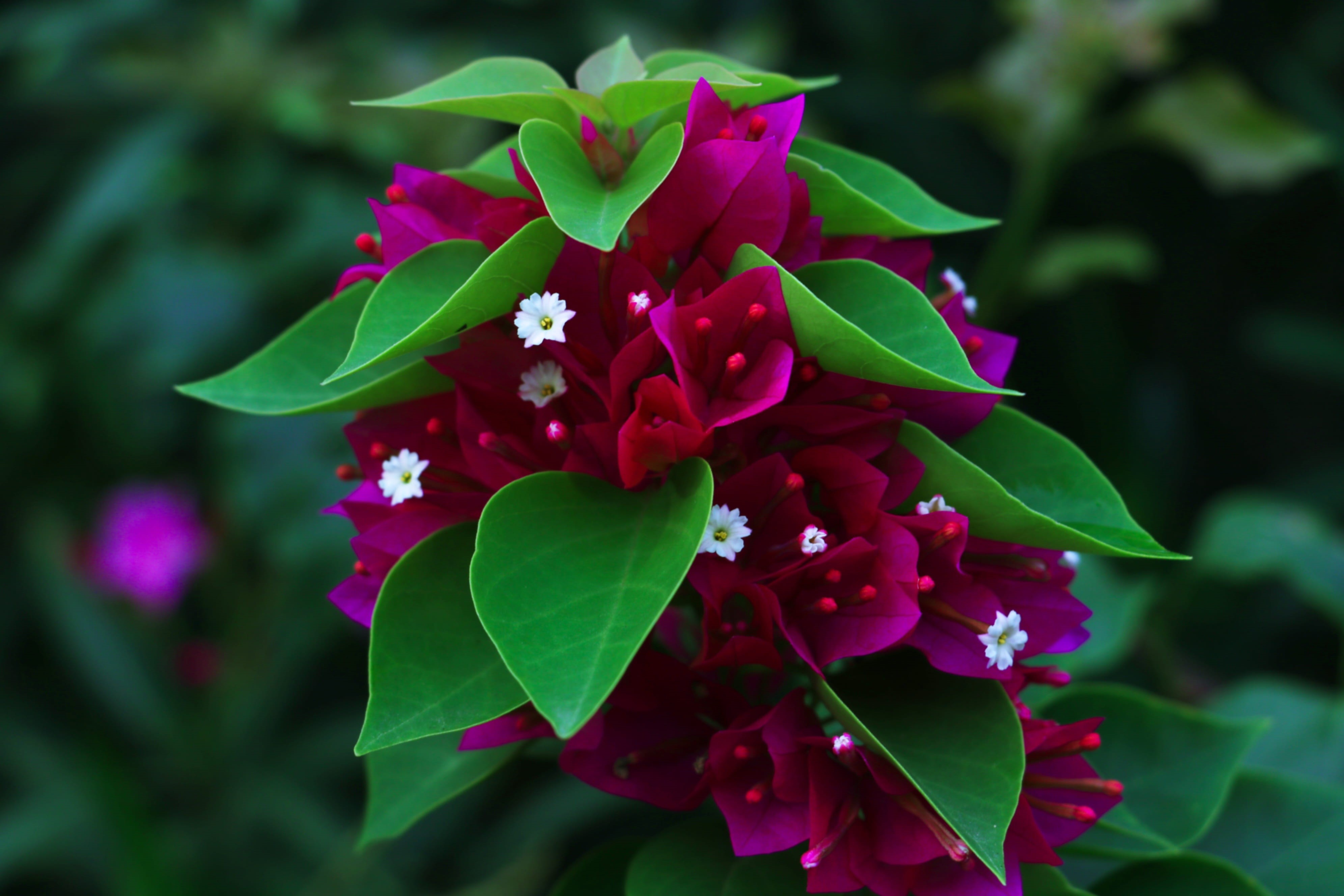 nature, plant part, season, day, photography, color, tamilnadu, leaf, bright, outdoors, 80d, close, pink, colorful, fragility, purple, 4K, close-up, flower, HD Wallpaper