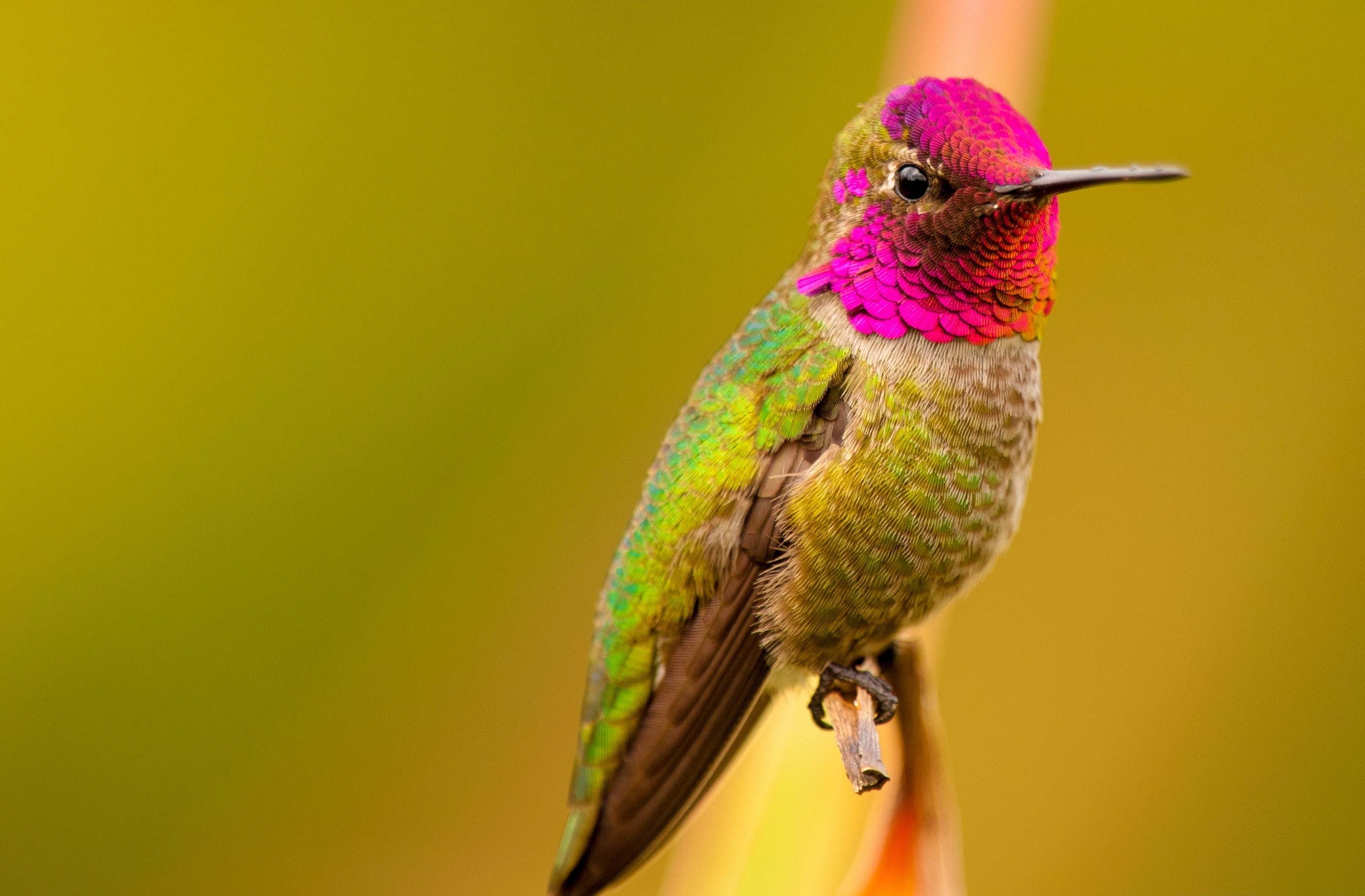 ReddishPink, Pink, gorget, Iridescent, Smallest Birds, Colors, outdoors, CrimsonRed, Green, AnnasHummingbird, California, Magenta, CalypteAnna, rainbow lorikeet, HD Wallpaper