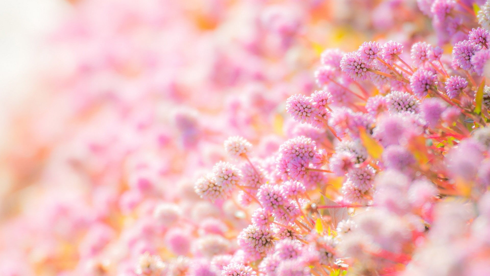 summer, 1080P, flower arrangement, design, bloom, close-up, nature, pattern, plant, freshness, floral, beauty in nature, art, colors, garden, beauty, flower, HD Wallpaper