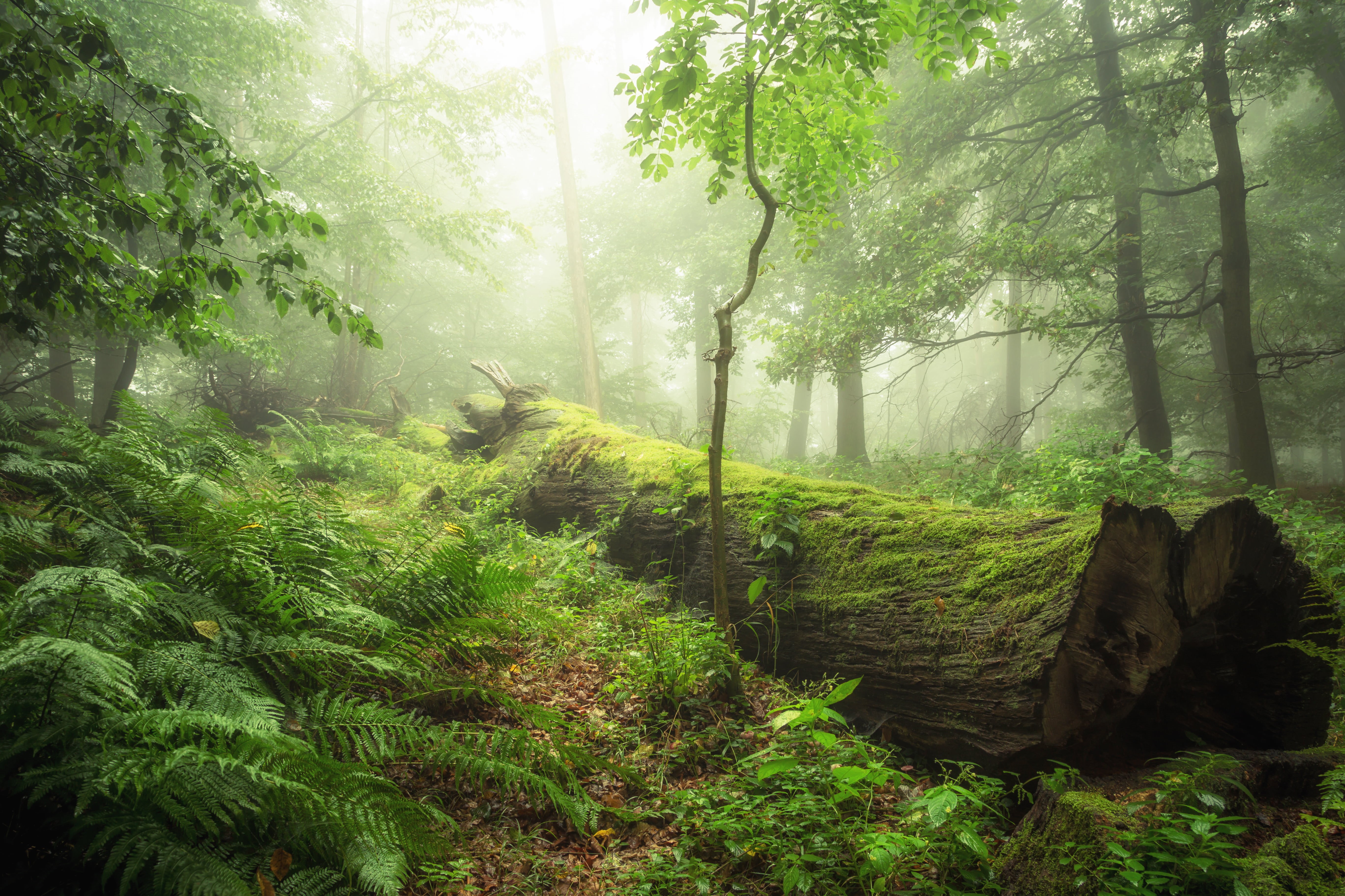 farn, tree, leaf, canon, green Color, landscape, trees, sunlight, green, mist, woodland, NAtur, Nebel, fairy  tales, märchen, sunbeam, Harzer, surrounded, HD Wallpaper