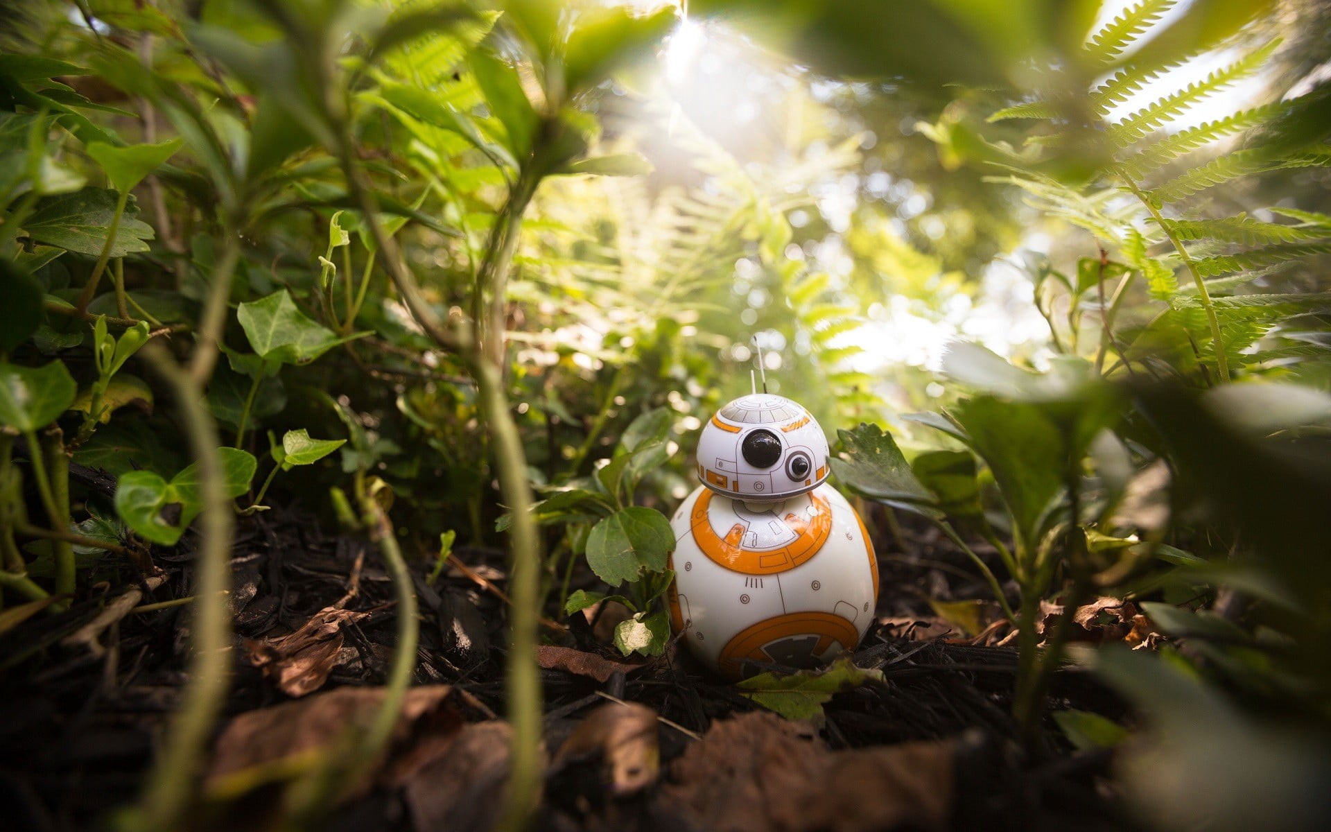 celebration, representation, 1080P, wars, no people, holiday, human representation, plant part, star, selective focus, figure, BB-8, nature, leaf, sunlight, HD Wallpaper