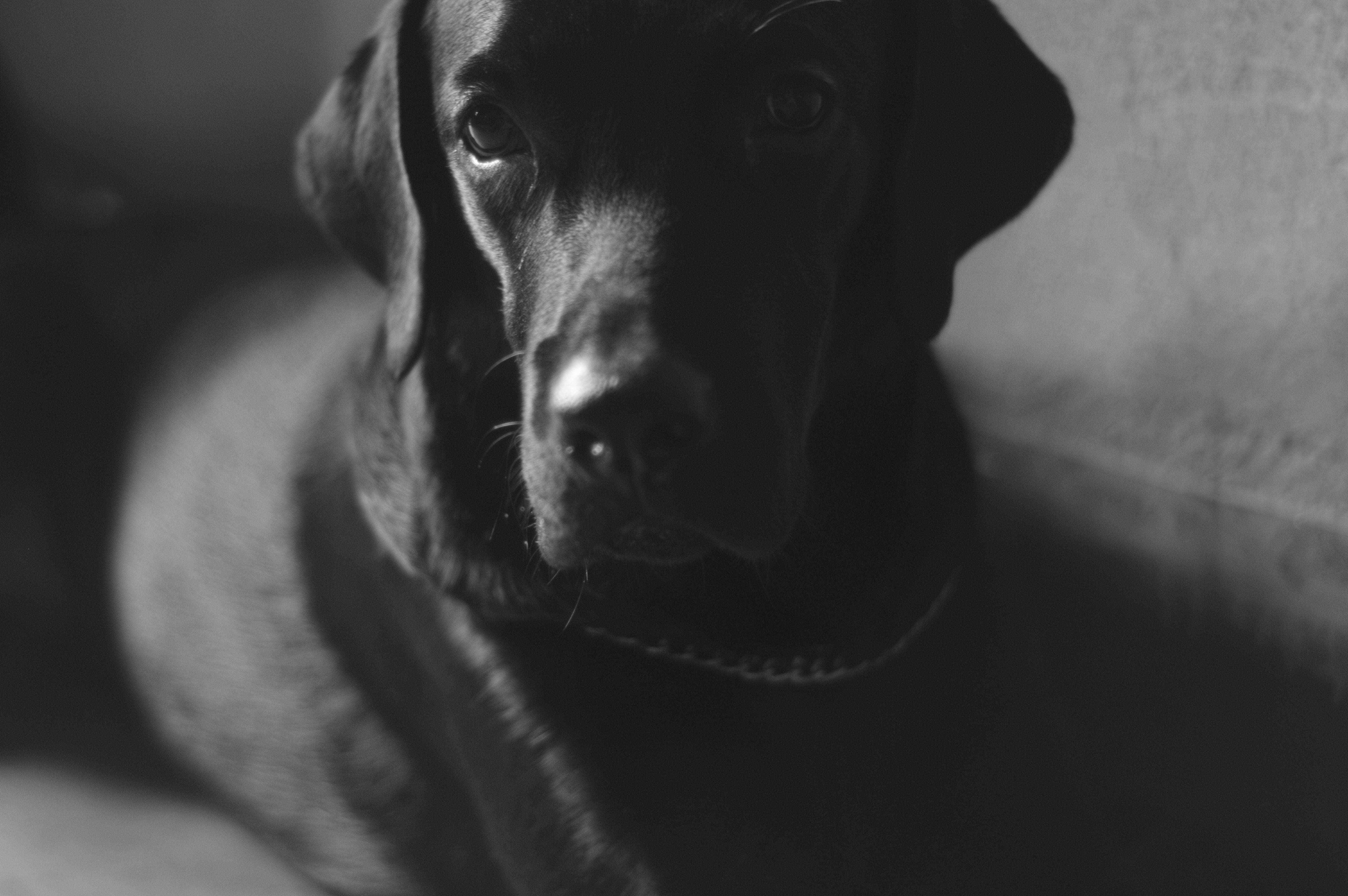 5K, photography, Labrador, monochrome, Zeus, dog, HD Wallpaper