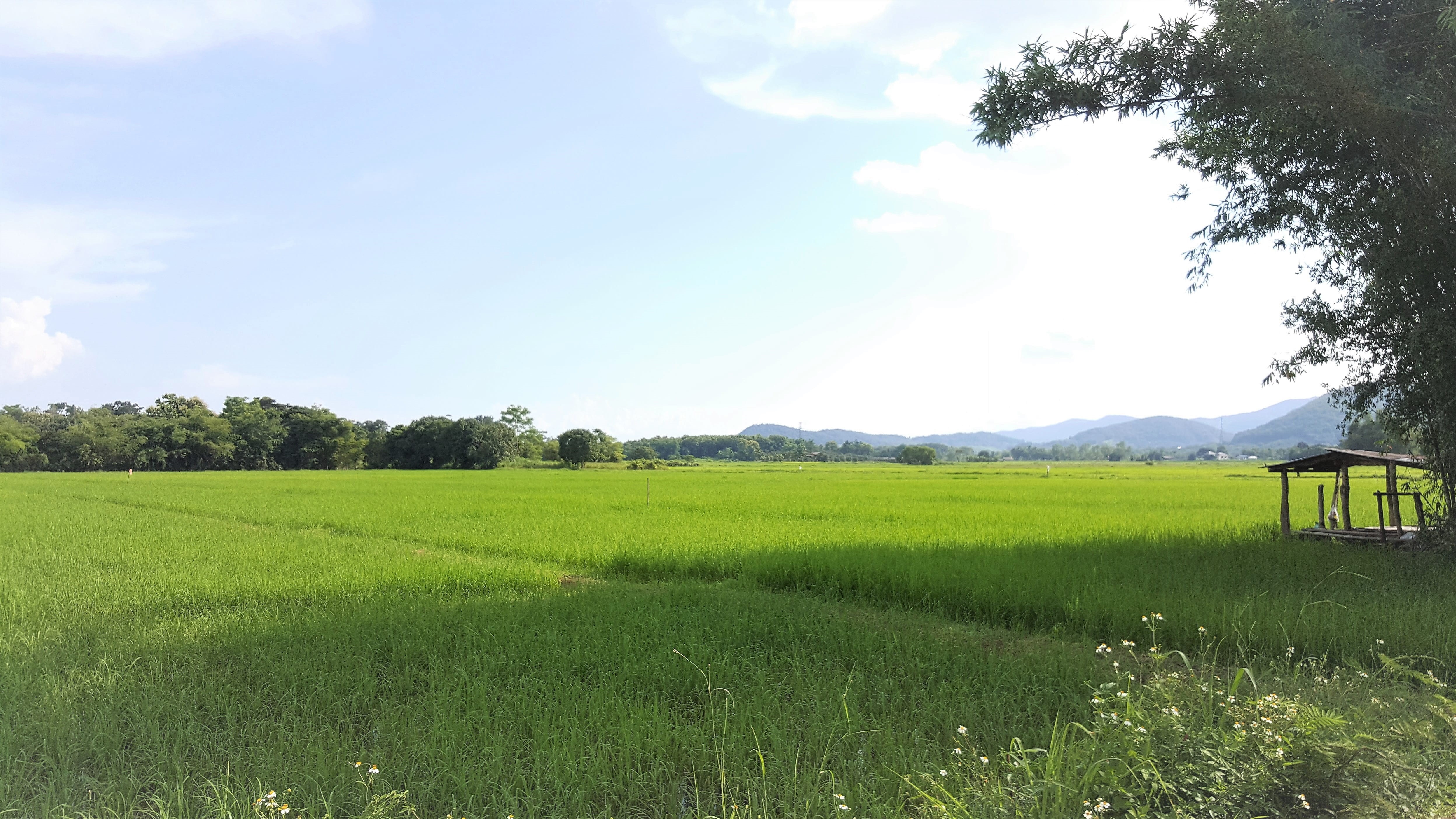 agricultural, plant, paddy field, tree, field, grass, 4K, tranquility, organic, rice field, crop, plantation, landscape, environment, no people, green, HD Wallpaper