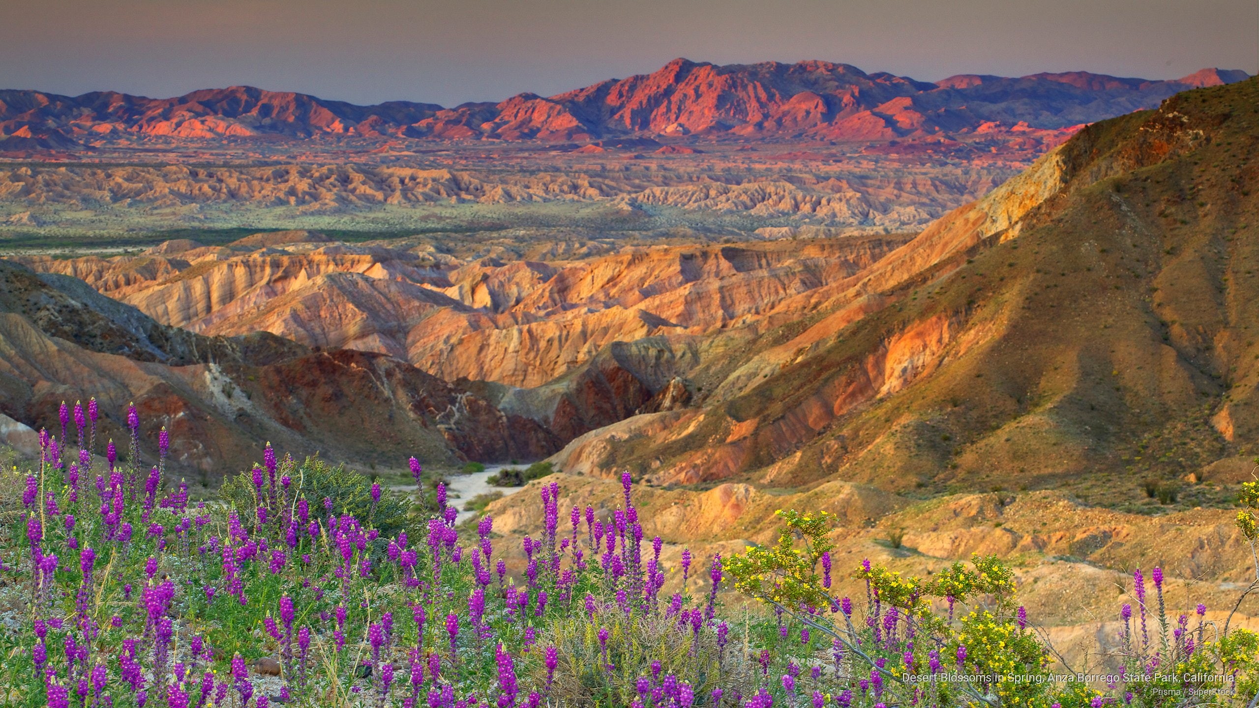 desert, state, blossoms, california, spring, Spring/Summer, borrego, 2K, park, anza, HD Wallpaper