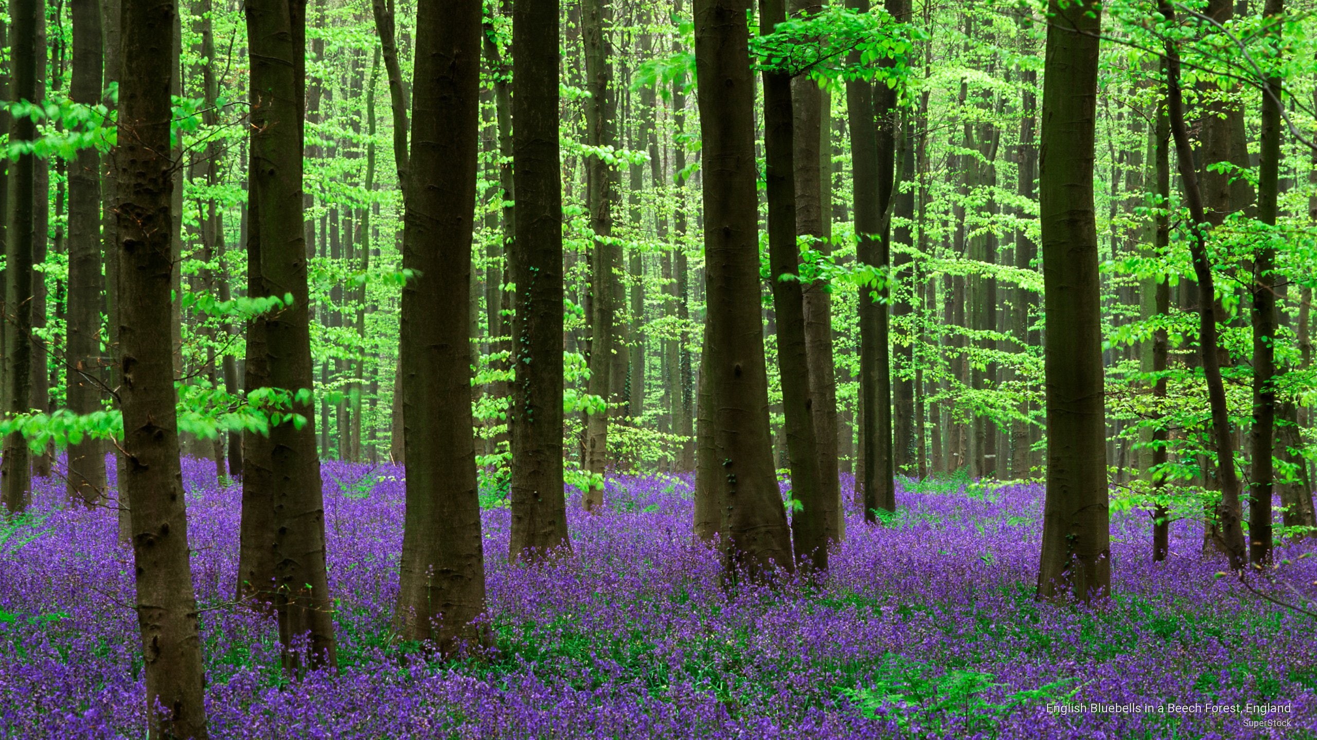 english, bluebells, england, 2K, beech, forest, Spring/Summer, HD Wallpaper