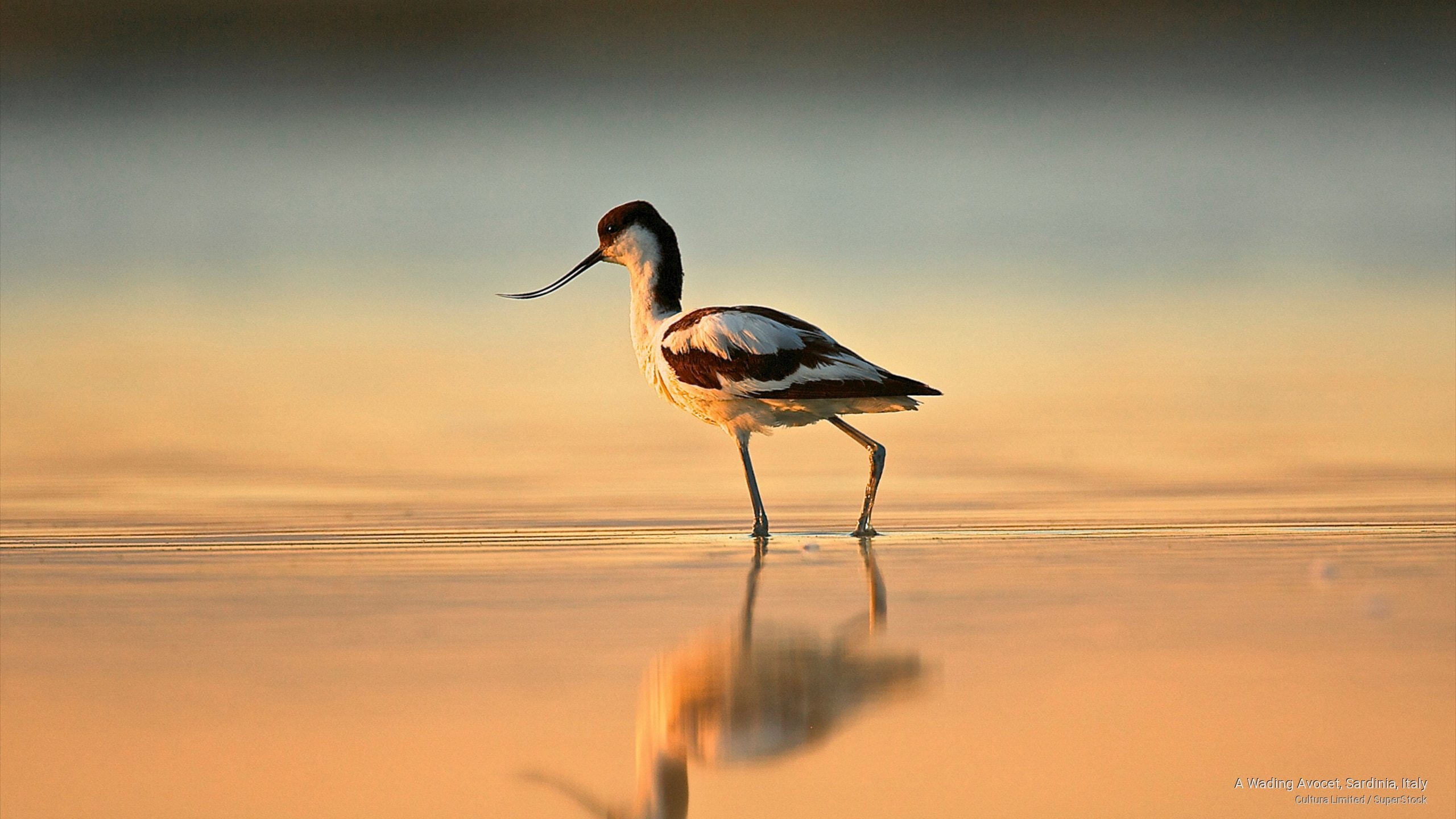 sardinia, italy, wading, Birds, avocet, 2K, HD Wallpaper