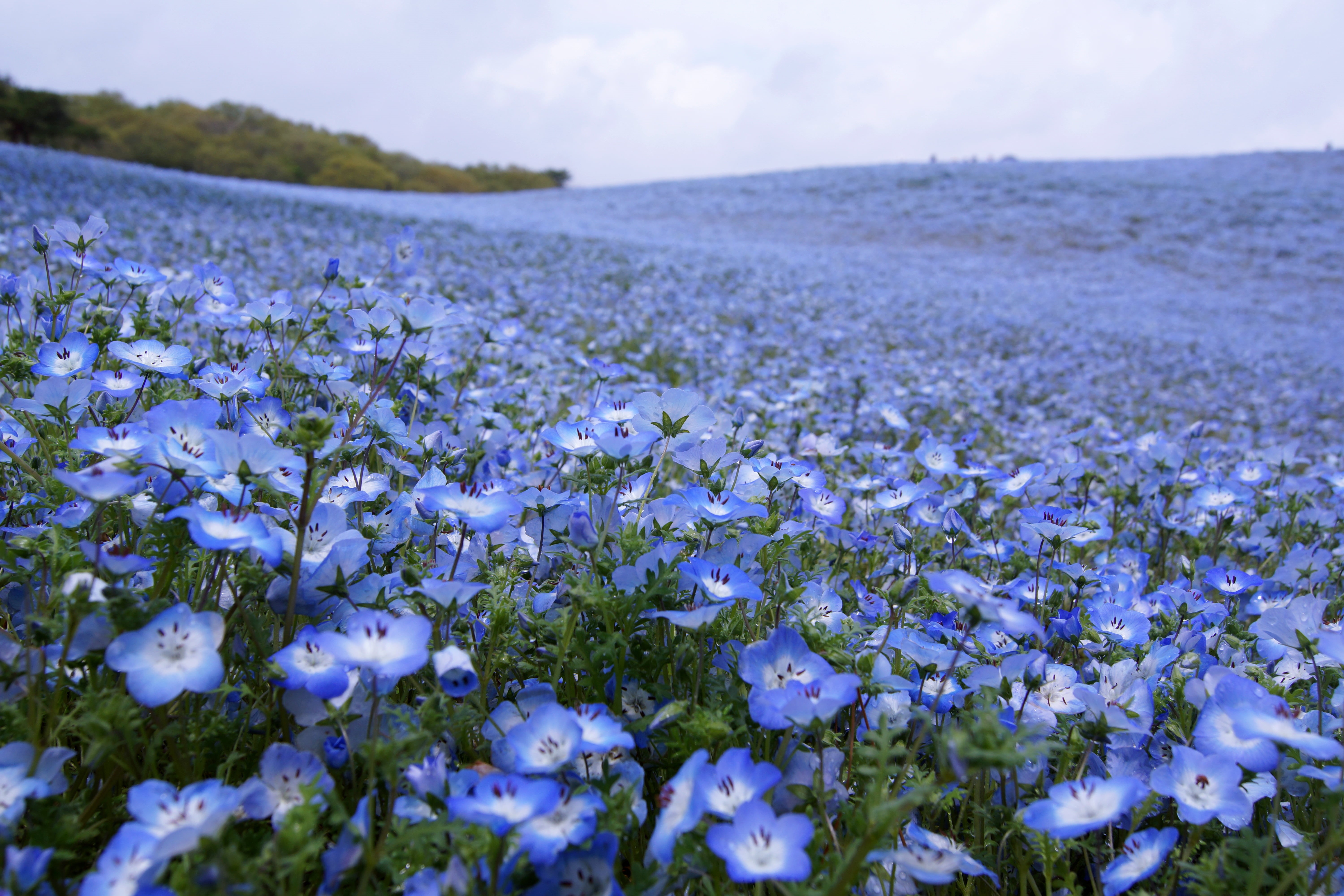 blue, season, sky, Shower, nature, 5K, springtime, purple, flower, summer, flowers, field, plant, white, Nemophila, blue sky, beauty In Nature, rural Scene, HD Wallpaper
