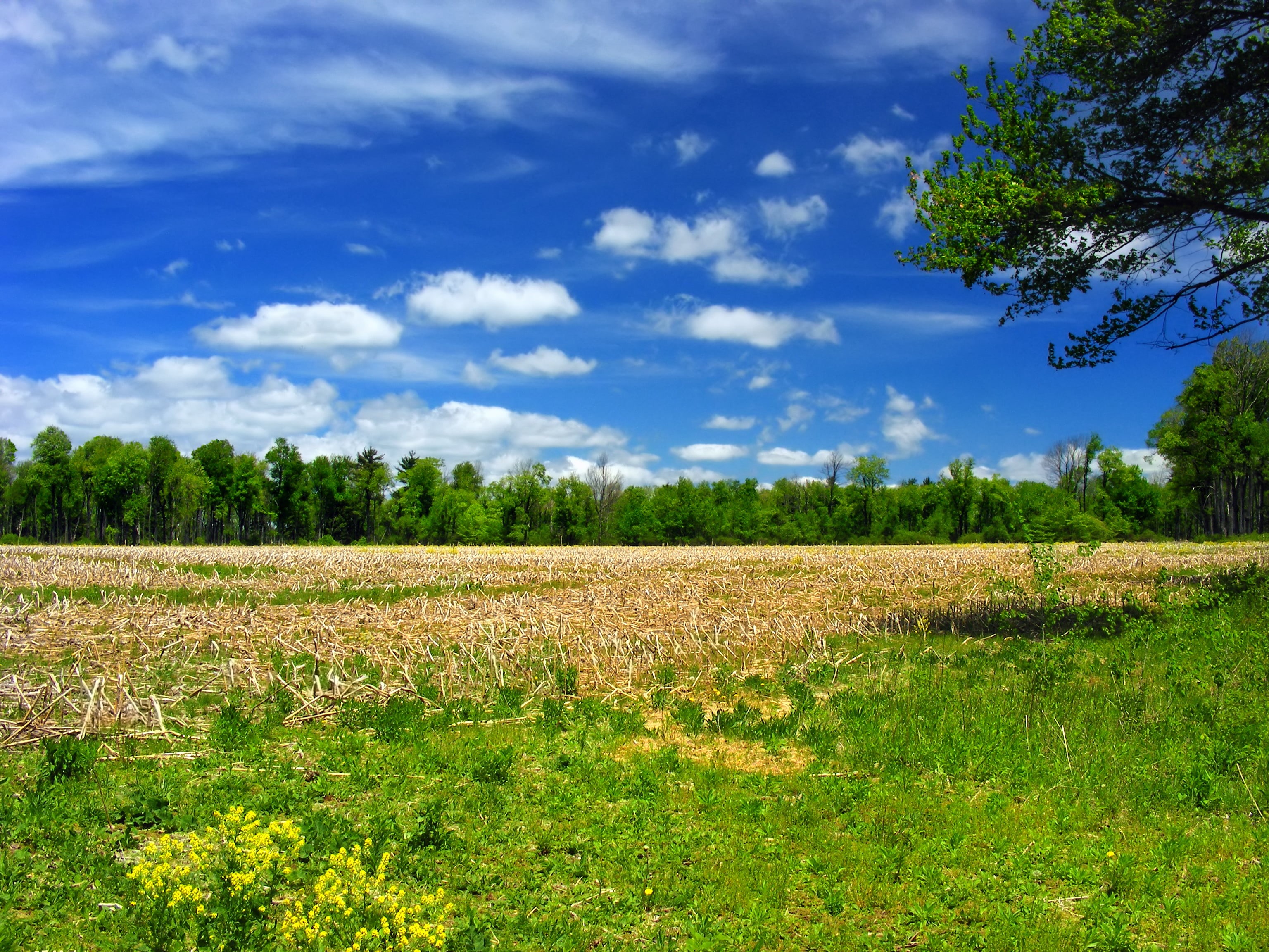 gray, Midday, daytime, blue, creative commons, agriculture, rural, landscape, nature, 2K, Tunkhannock Township, Nature Conservancy, farm, rural Scene, HD Wallpaper
