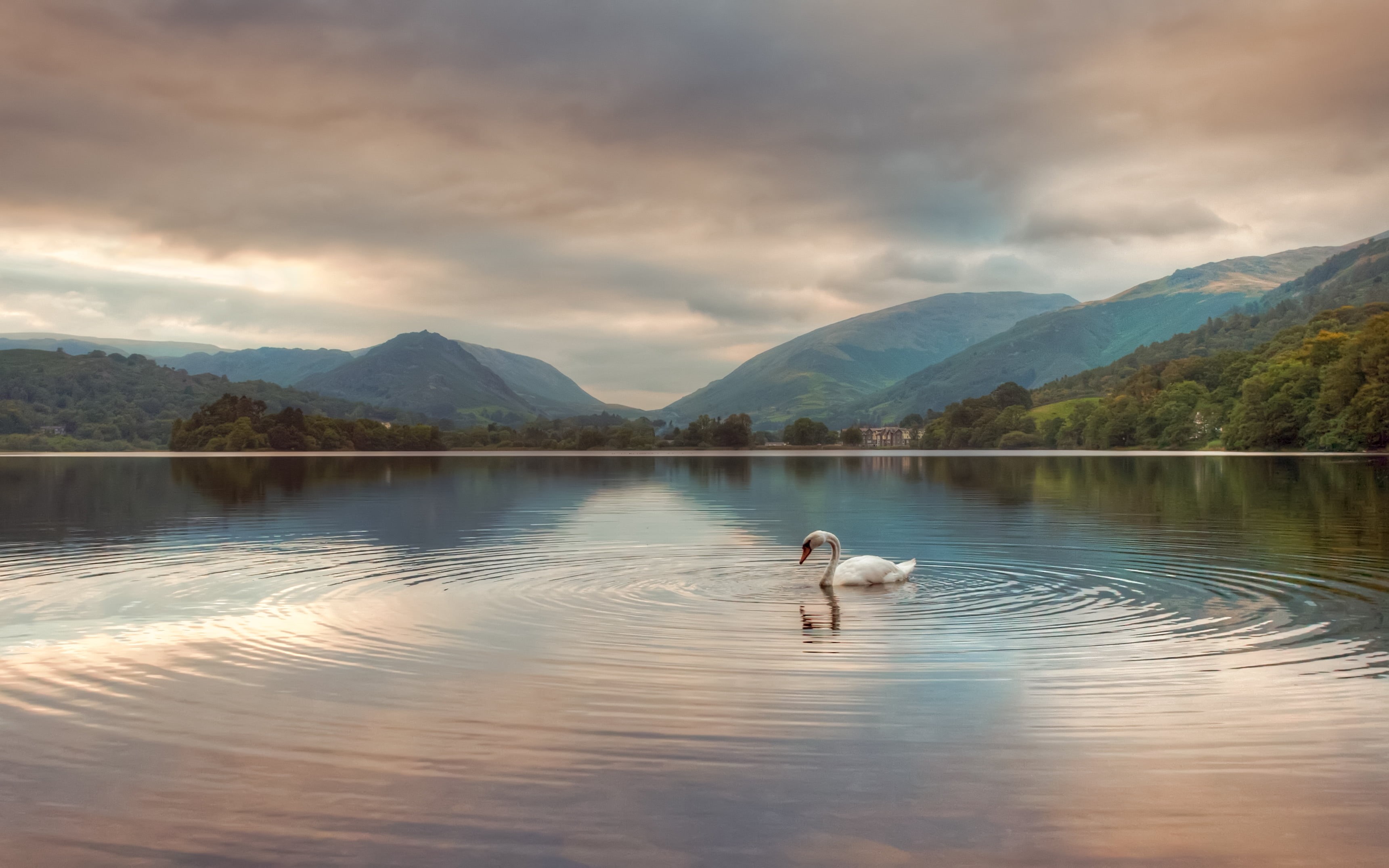 Mountains, gray, 2K, Hills, mountain, nature, Lake District, scenics, water, duck, Swan Lake, white duck, body of water, Bird, body, Landscape, outdoors, HD Wallpaper